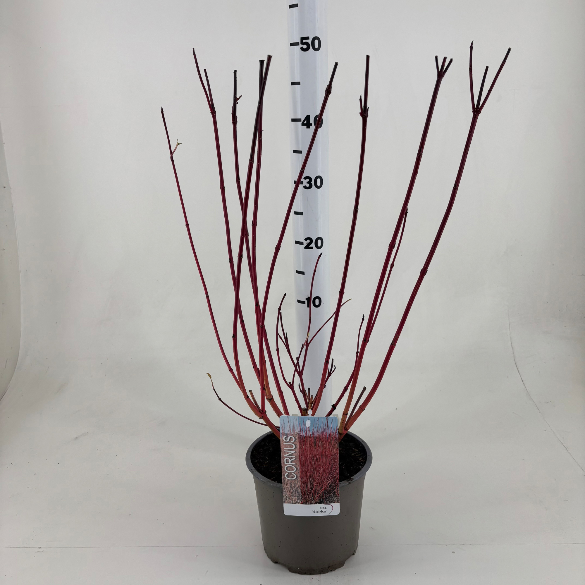 Cornus alba 'Sibirica', D 19 cm