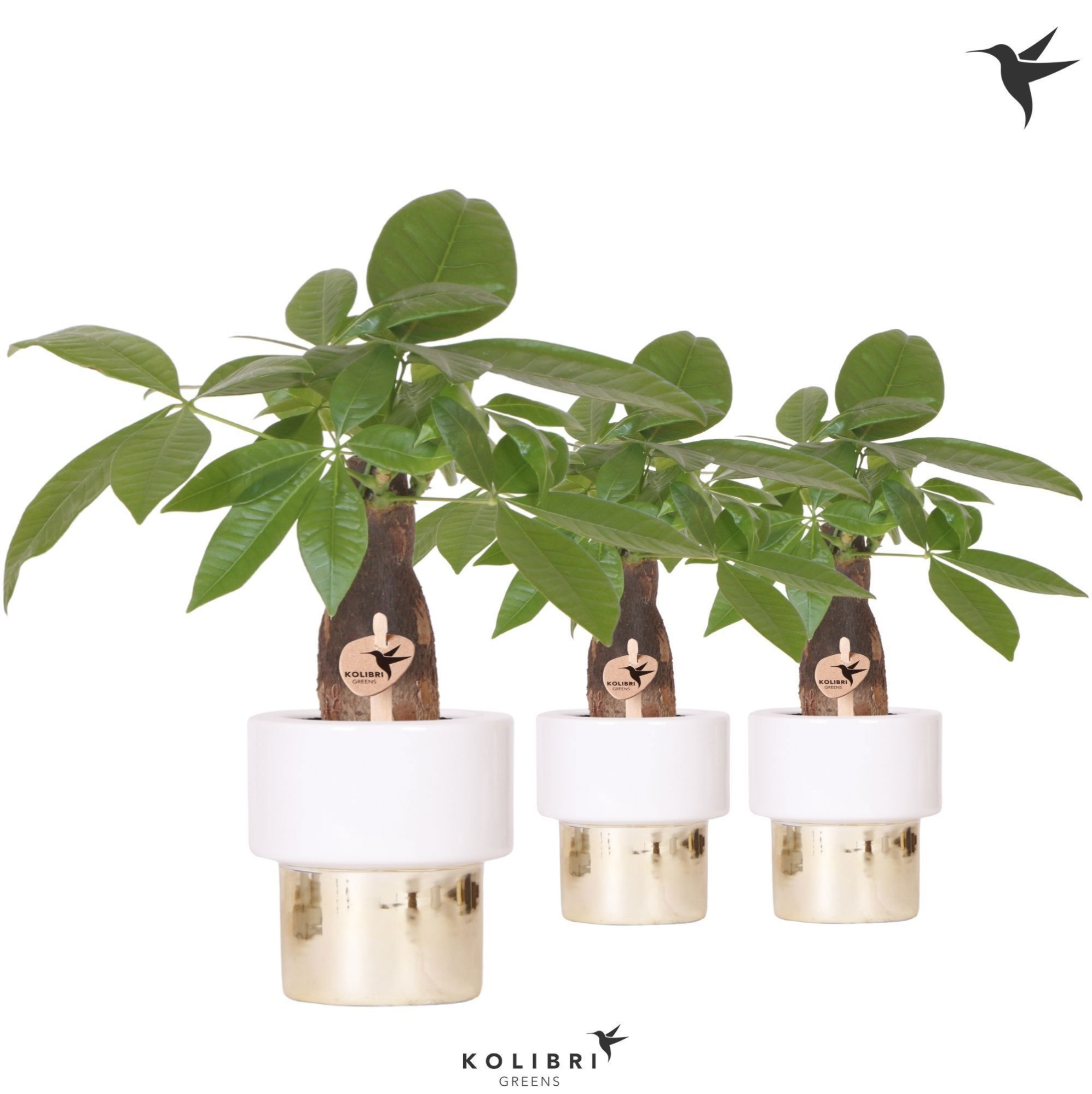 Kolibri Greens Pachira in Lush pot, D 9 cm