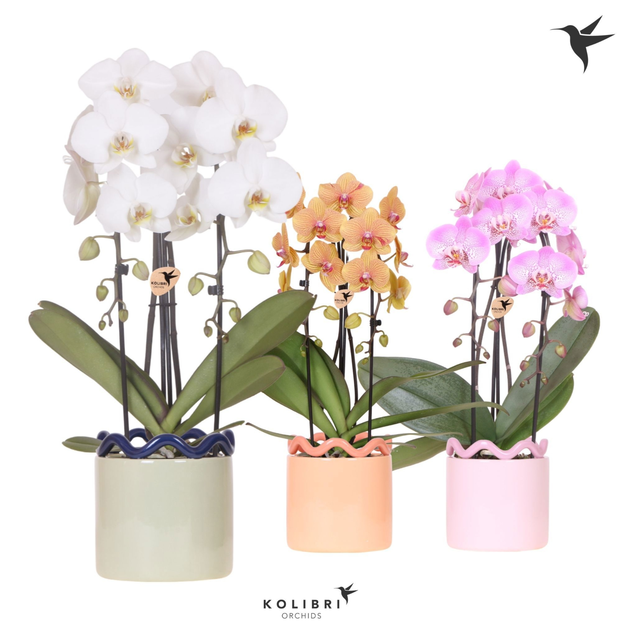 Kolibri Orchids Cascade Niagara Fall mix 2 spike in Funky pot mix, D 12 cm