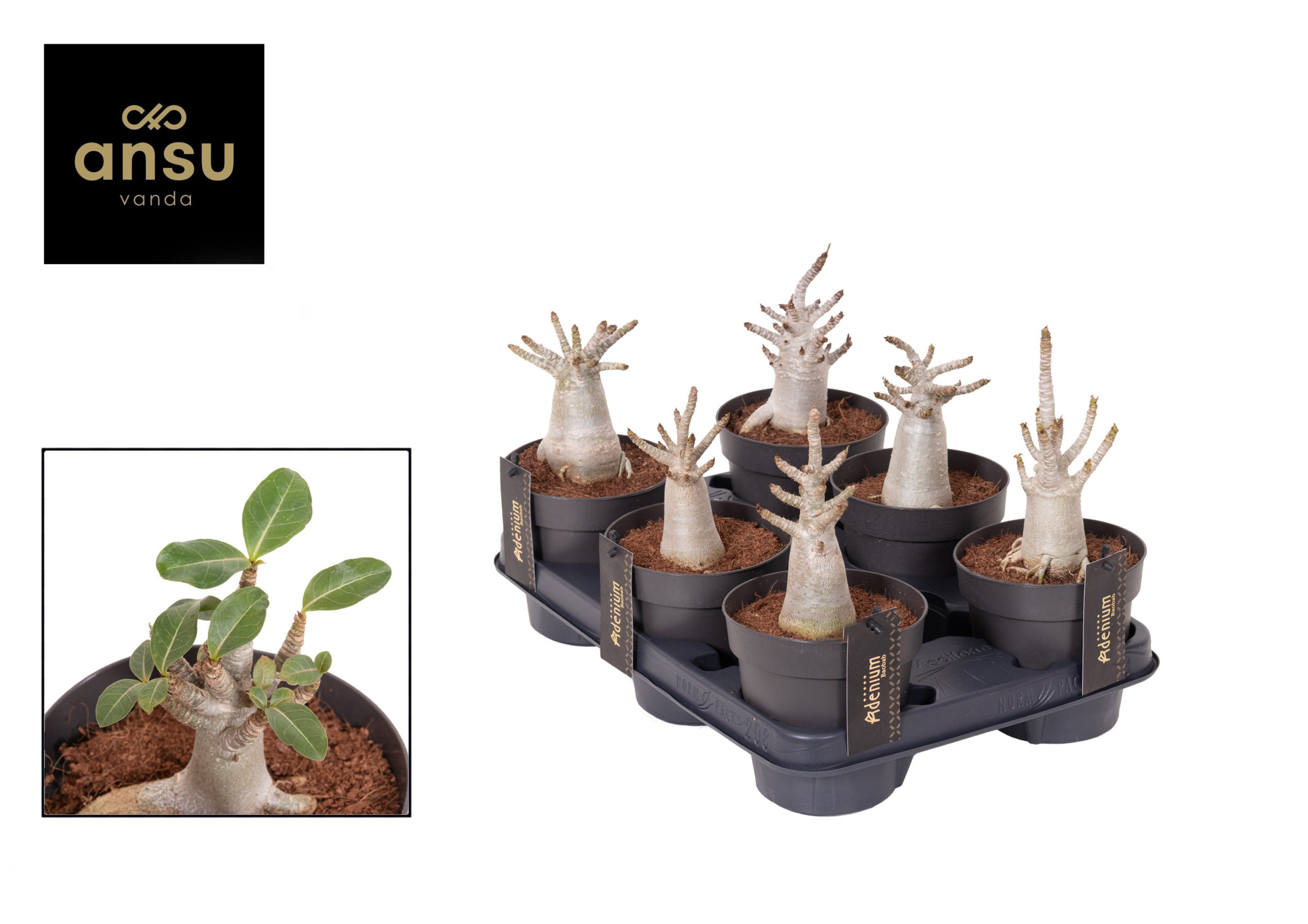 Adenium "Ansu" Baobab Small, D 12