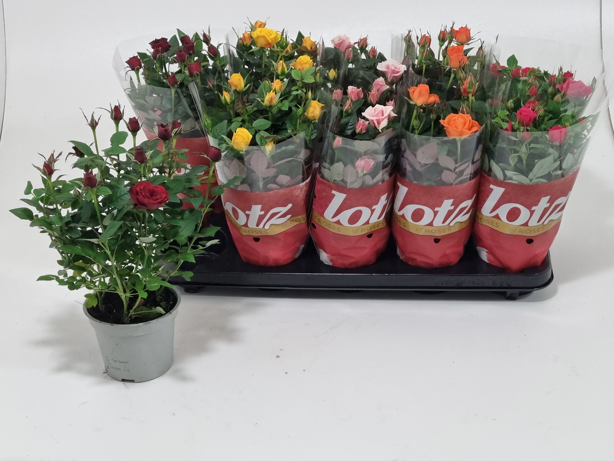 Rosa 12 cm Lotz of Roses Jewel Mix Five Colours, D 12 cm