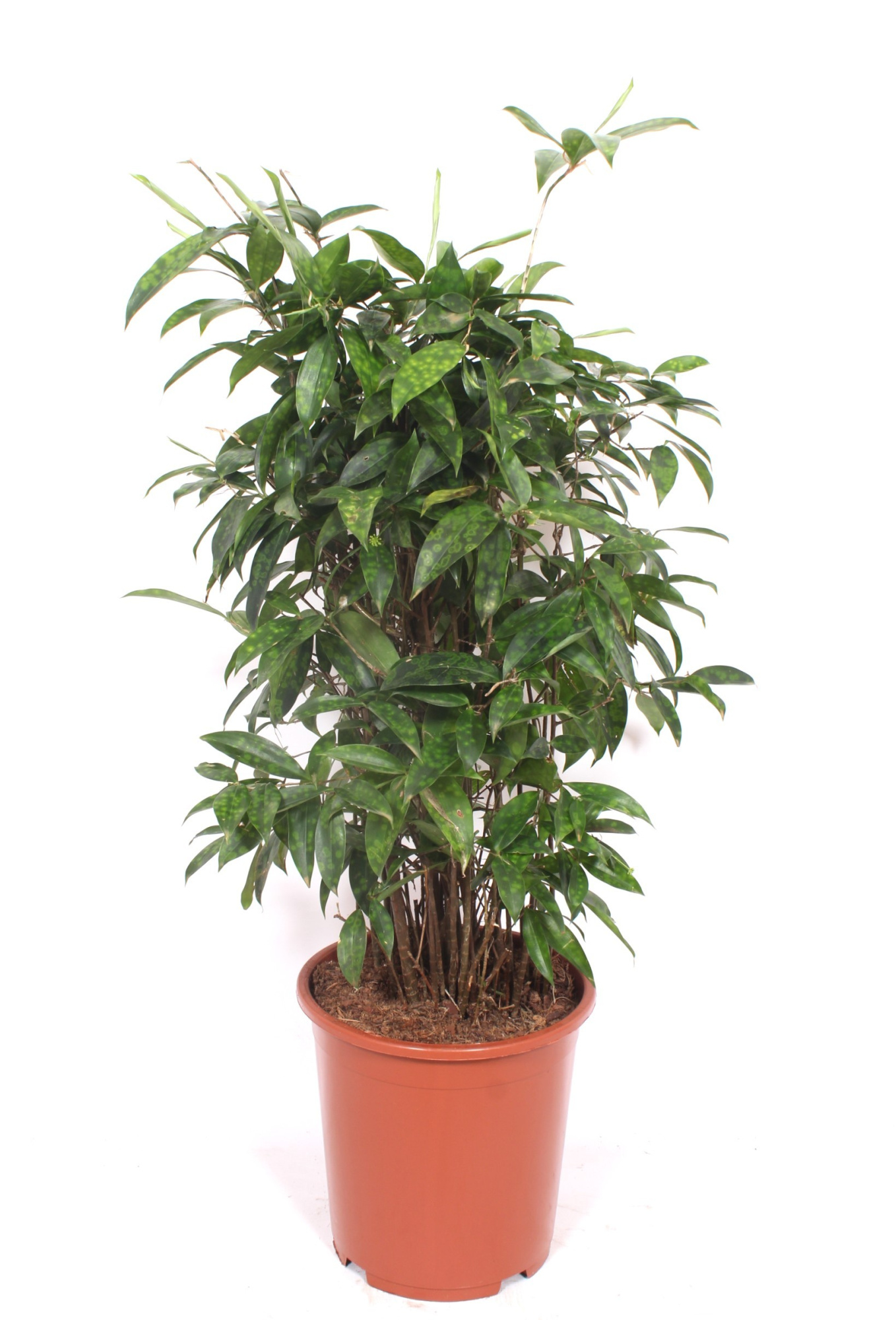 Dracaena Surculosa, D 27 cm
