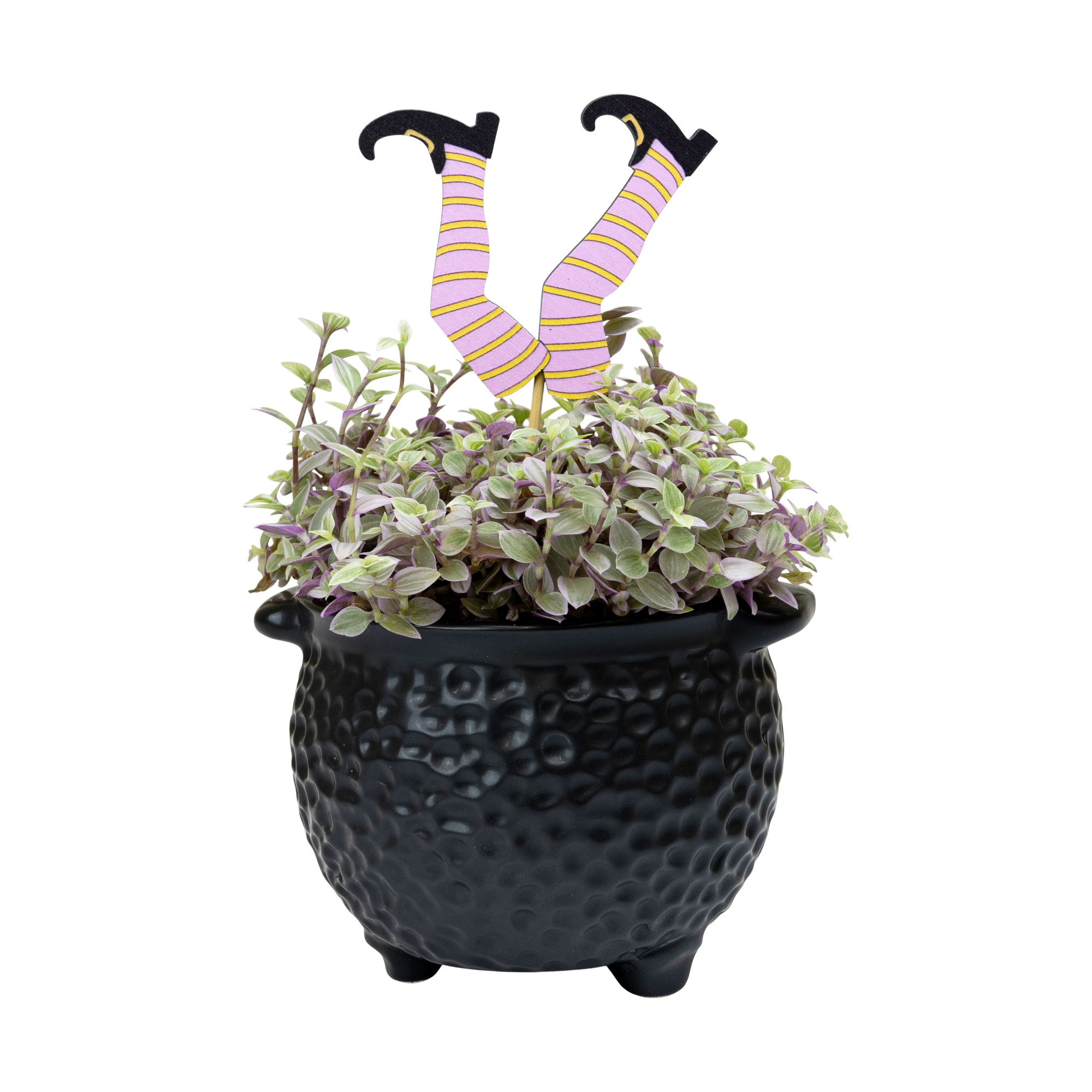 Hunch Punch with Compact Foliage incl. wooden legs on stick, D 11