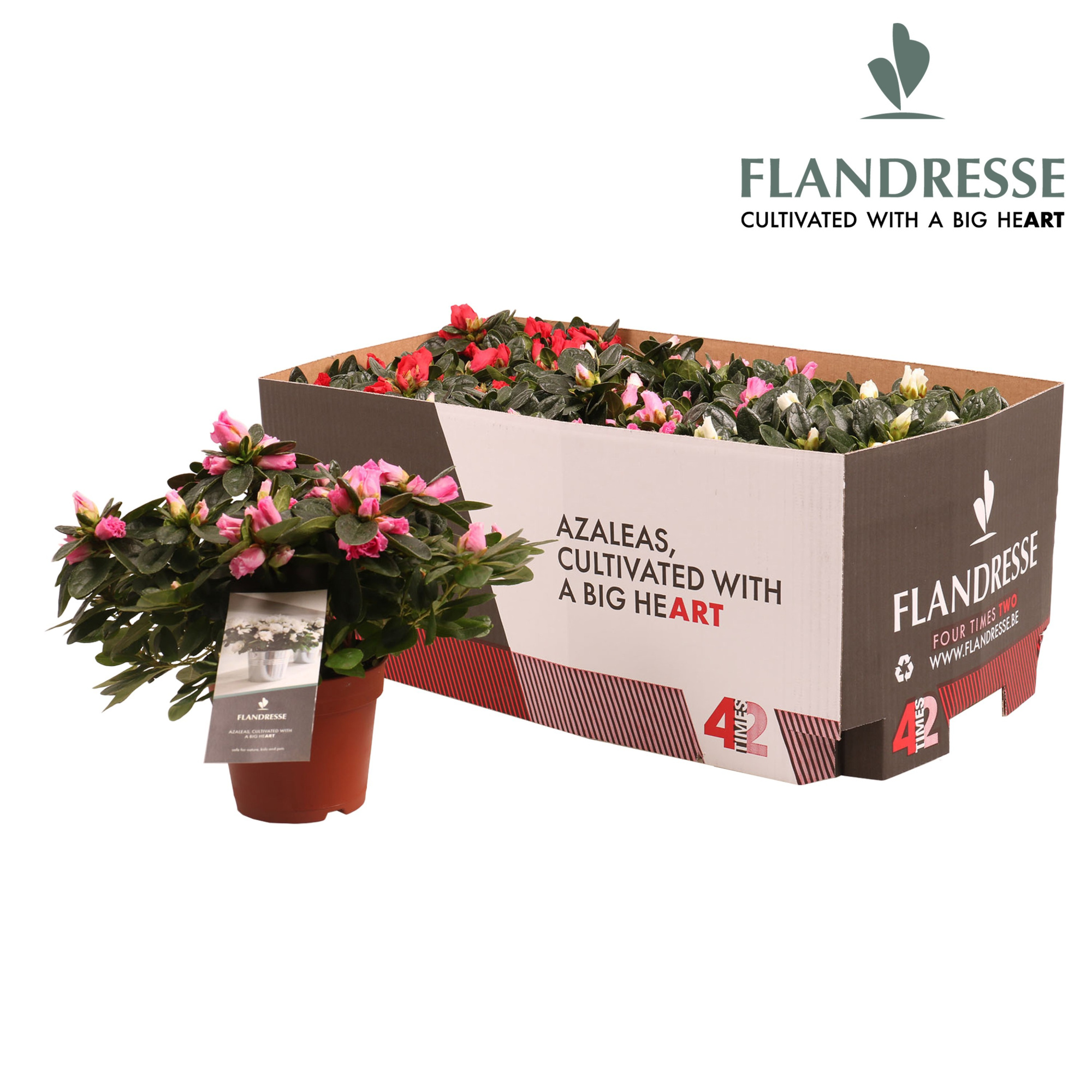 Azalea Flandresse® 'Four Times Two' 22 - 25 cm, D 12