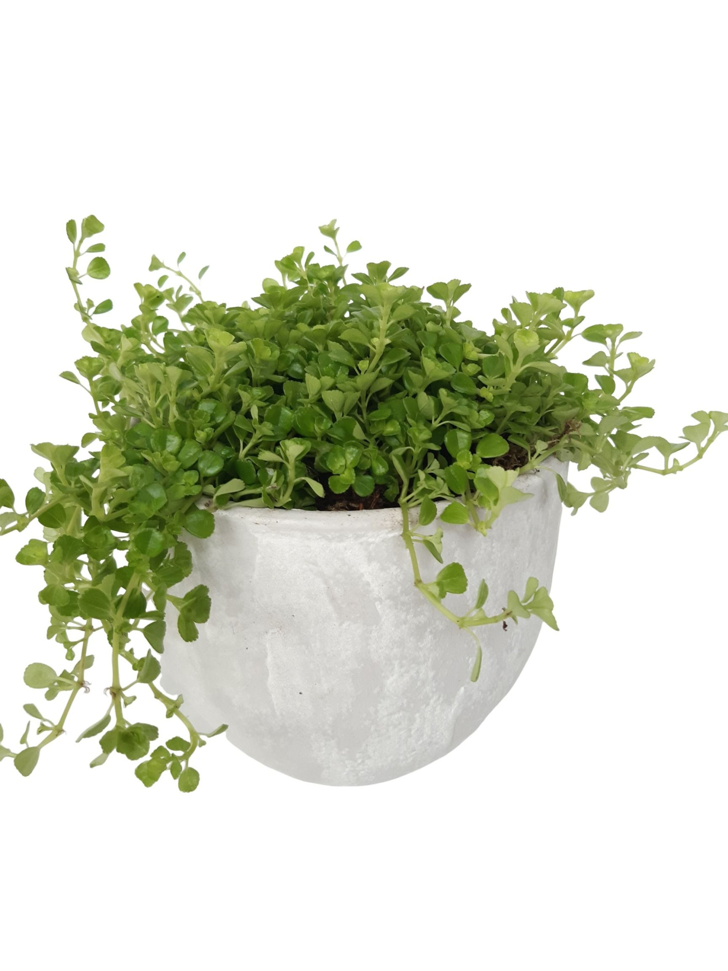 PP16PIL Planter Pot White 16cm Pilea Depressa, D 16 cm