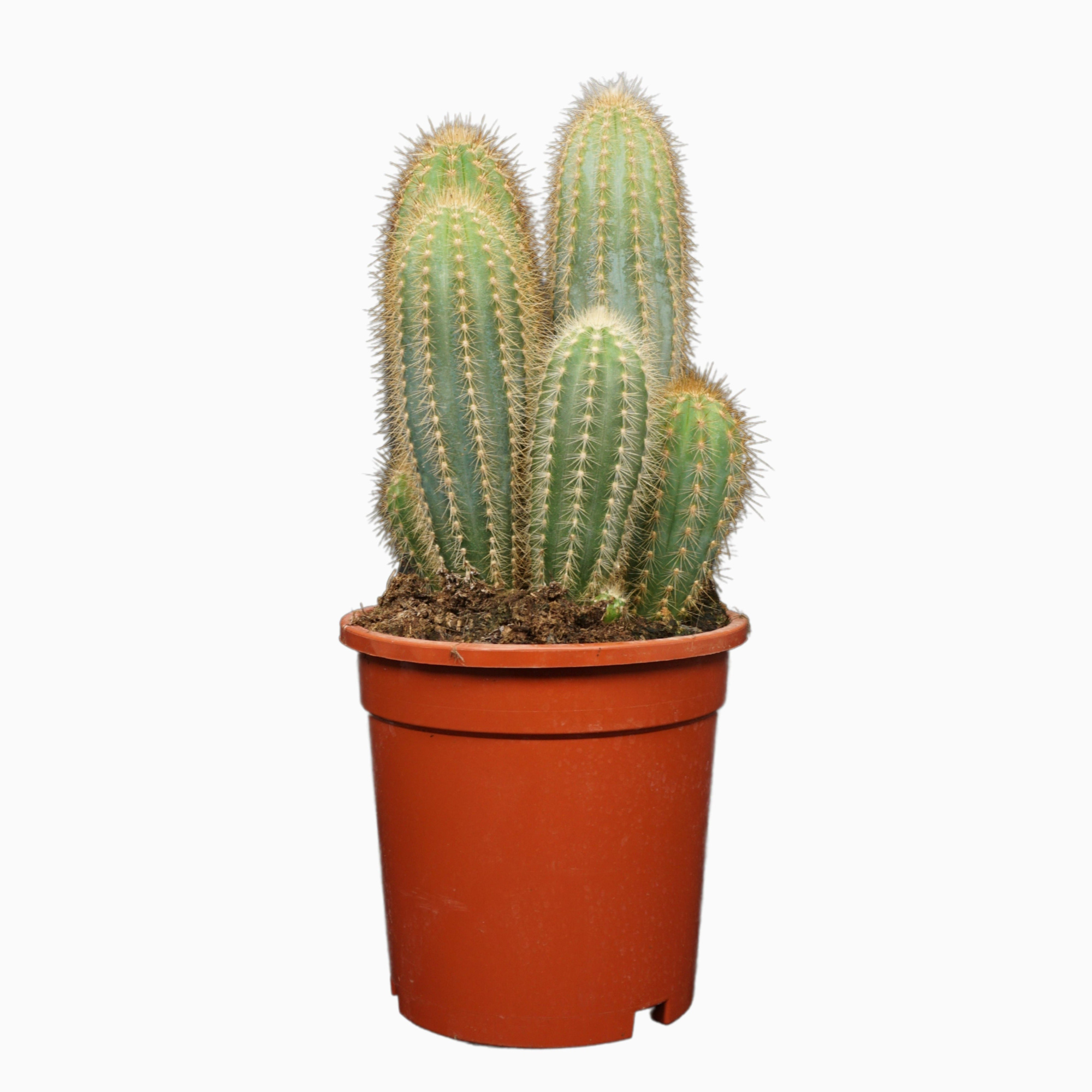 Pilosocereus pachycladus 17 cm, D 17