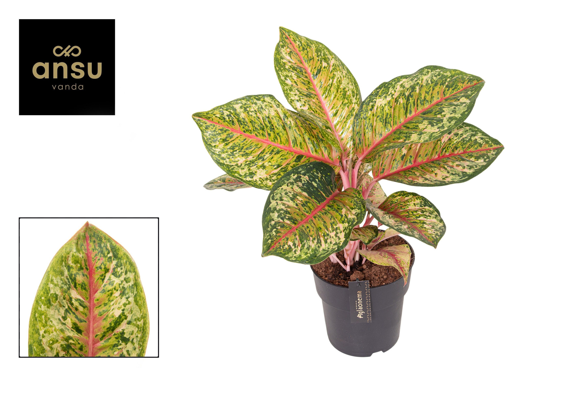 Aglaonema Carnival Queen, D 19 cm