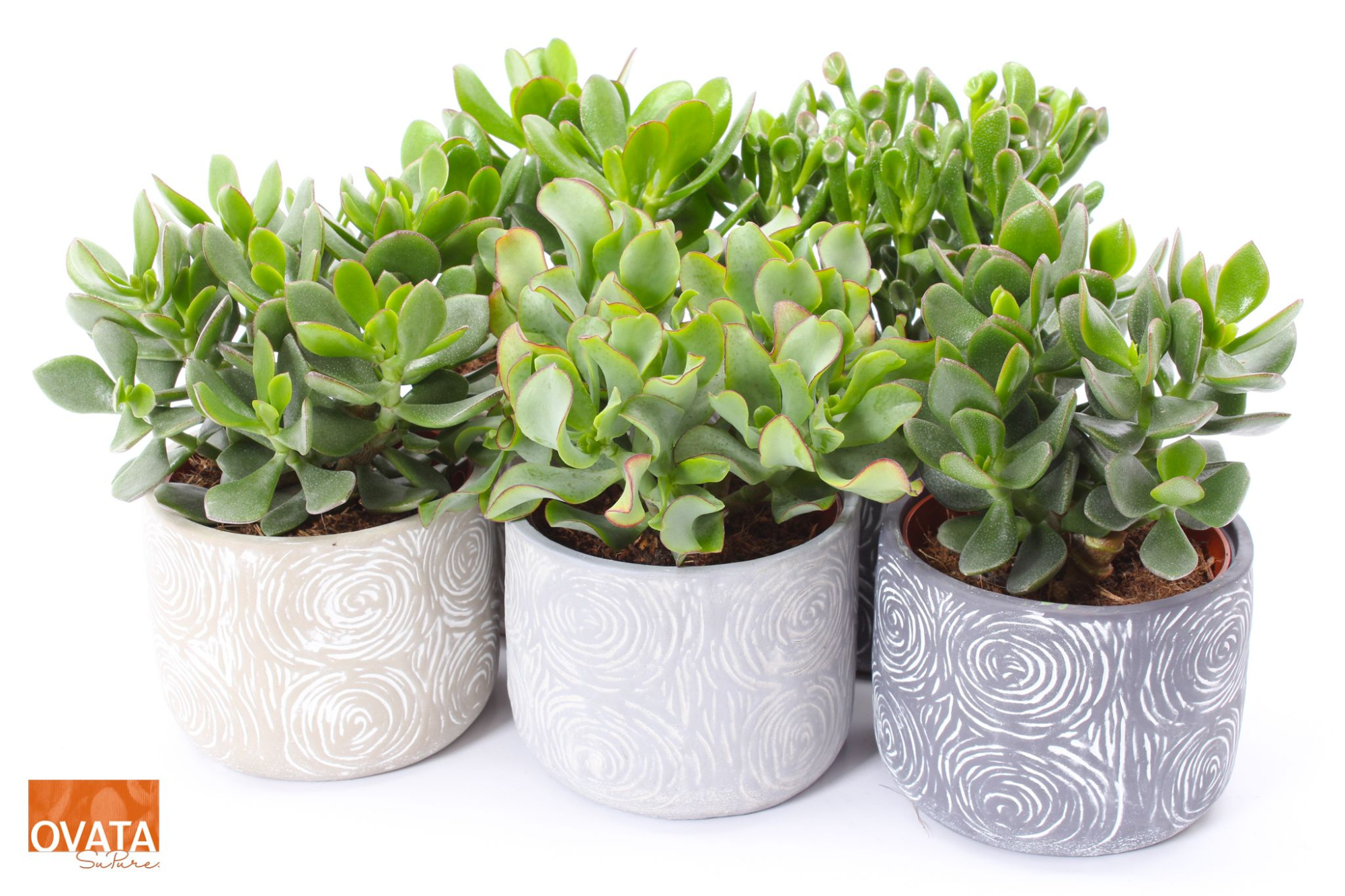 Crassula mix in Toledo 14 WOODS, D 14 cm