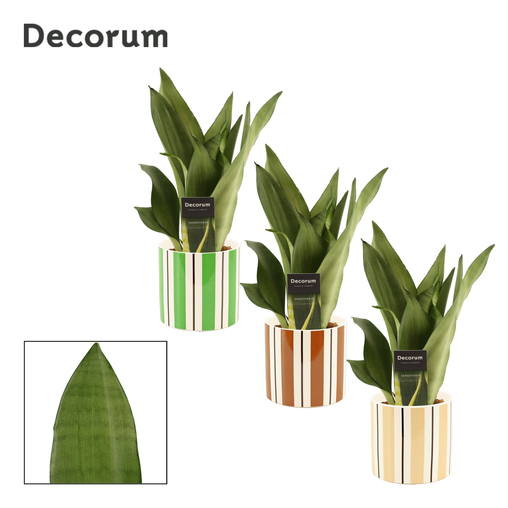 Sansevieria Moonshine 12 cm in Beau (Natural bubble-collection), D 12 cm