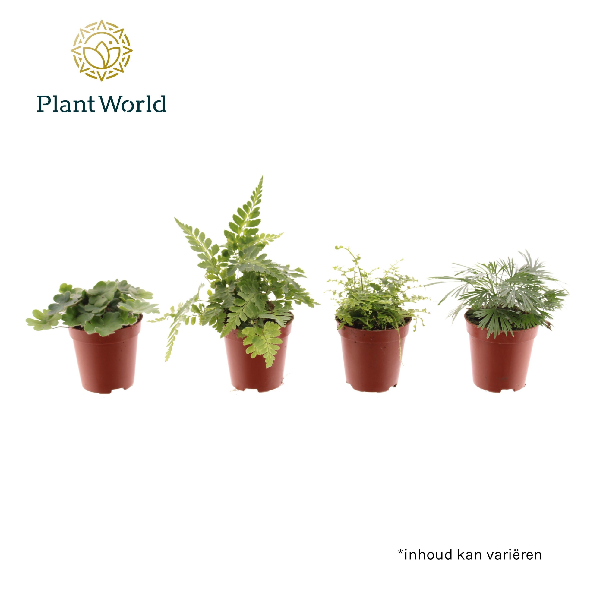 Tiny varen mix, D 5,5 cm