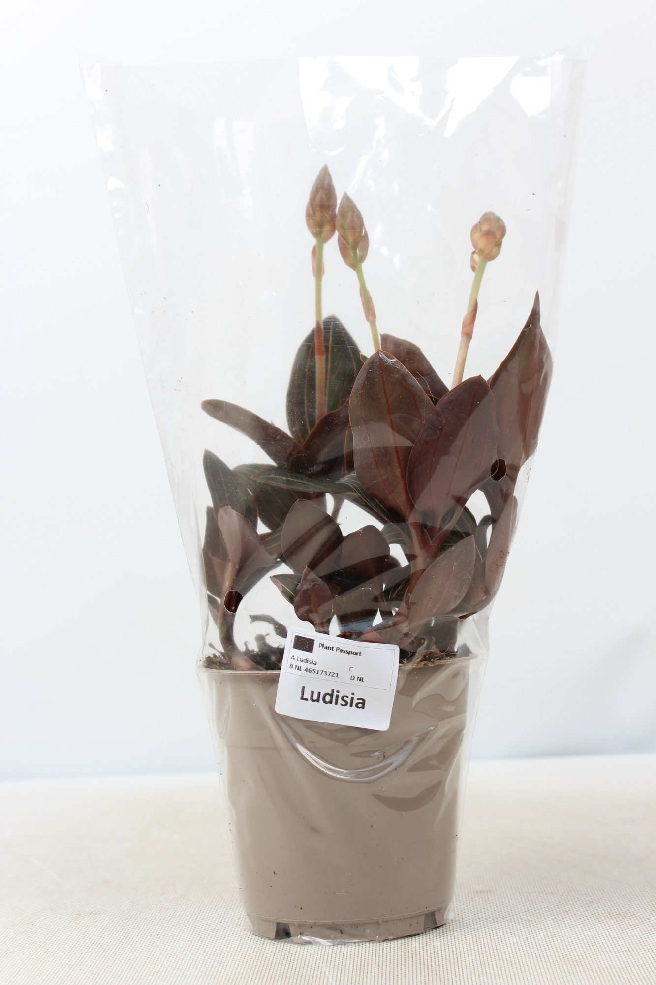 Ludisia Discolor M 12 cm, D 12 cm