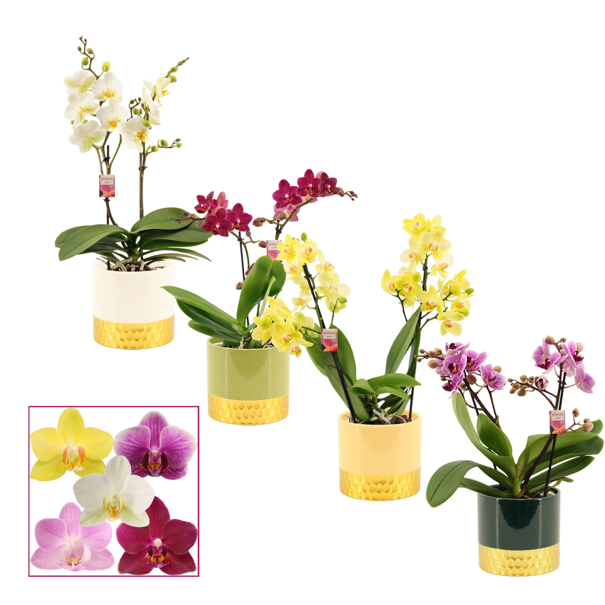 Phalaenopsis multiflora 2 tak mix in Frederique (Top blend-colle, D 12 cm