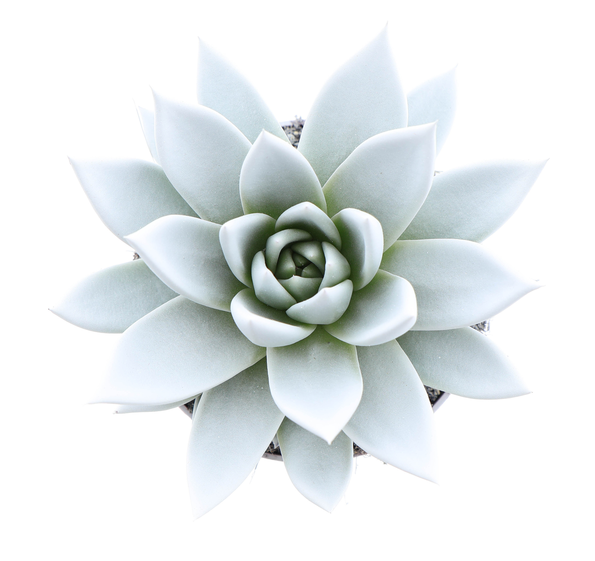 Rainbow white, D 10,5 cm