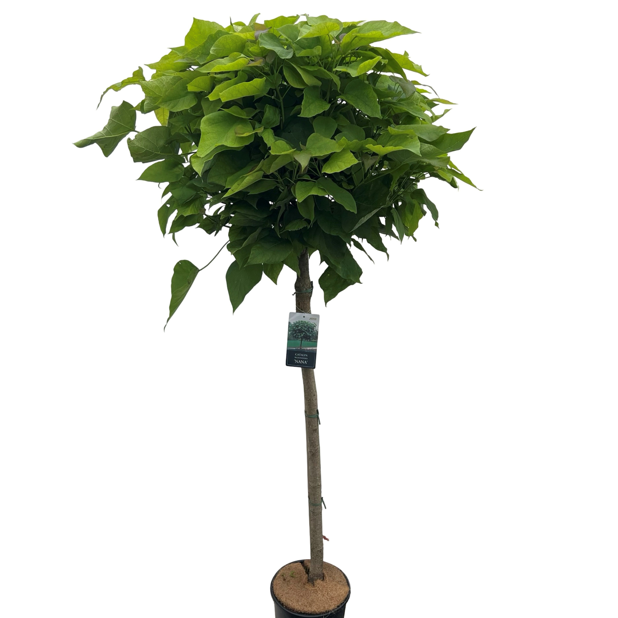 Catalpa big. 'Nana' stam 100, D 27 cm