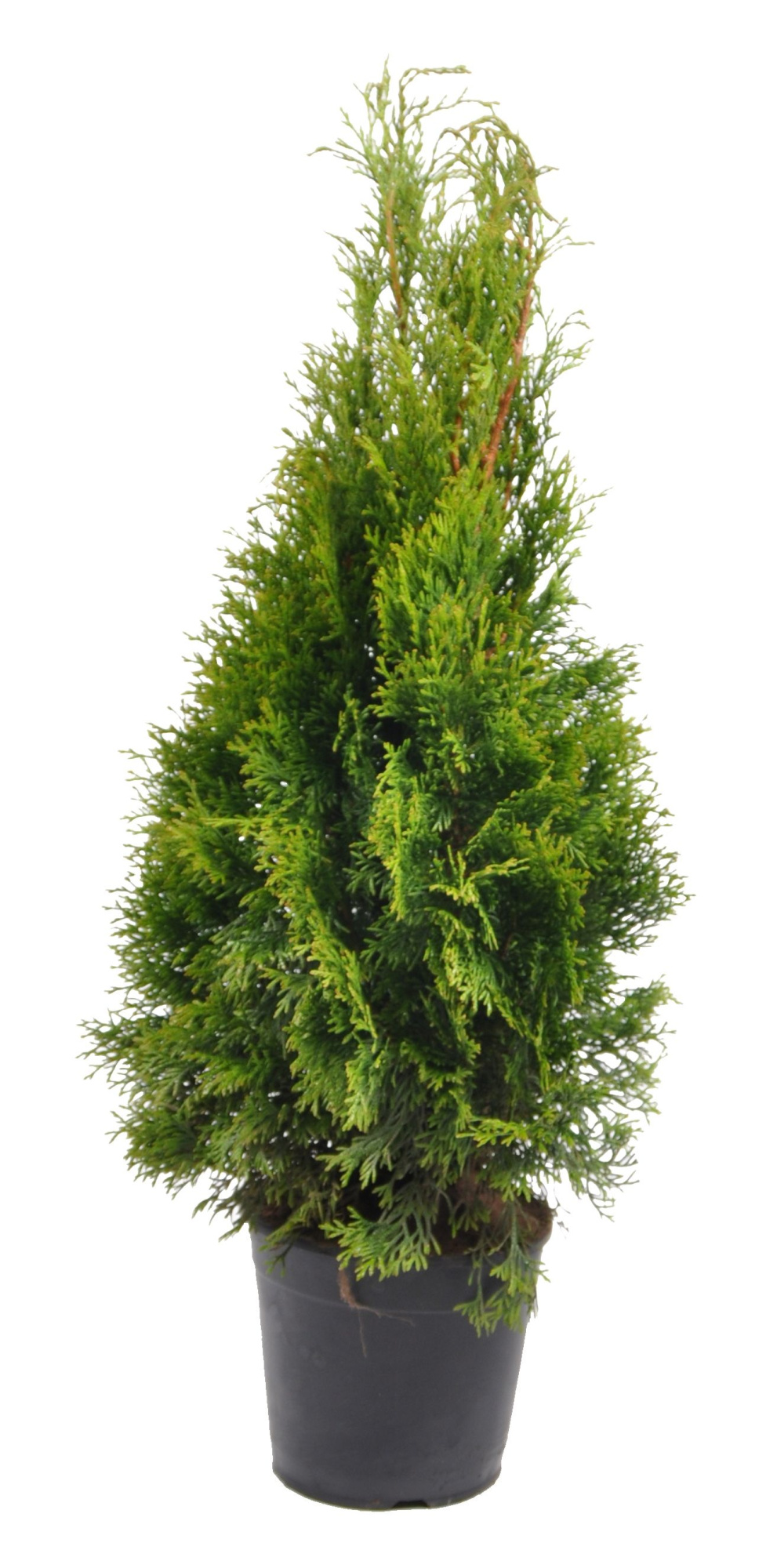 Thuja occ. Smaragd, plantmaat 60-80 cm - Rondgestoken -, D 19 cm