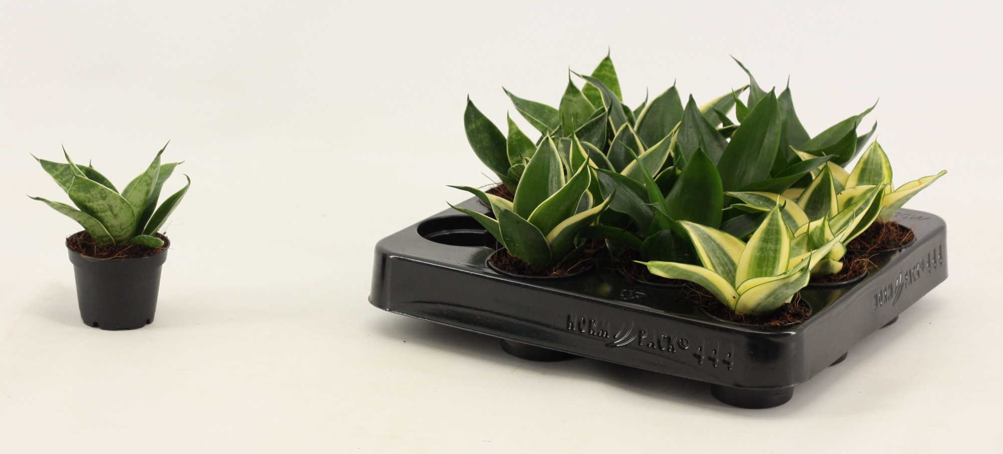 Sansevieria Hahnii 6 cm mix, D 6 cm