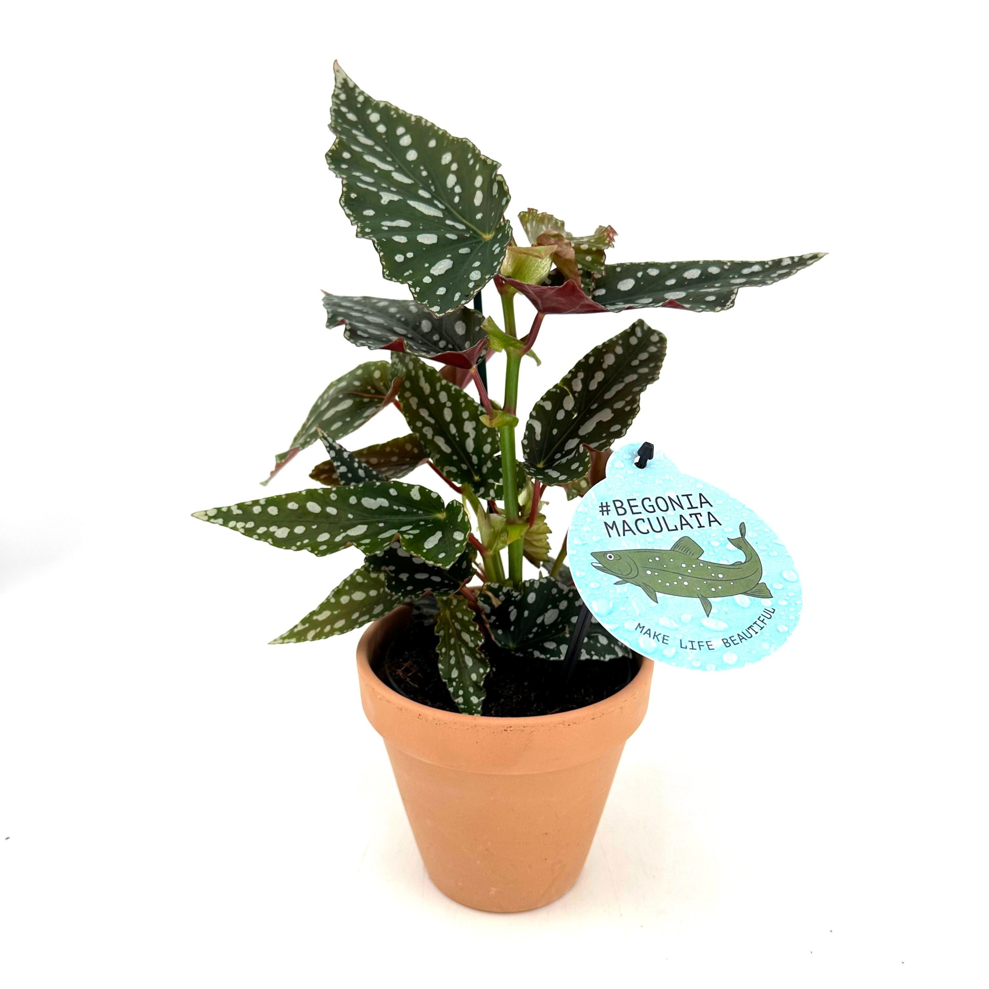 Begonia Wings Maculata "Bubbles" w/claypot, D 13 cm
