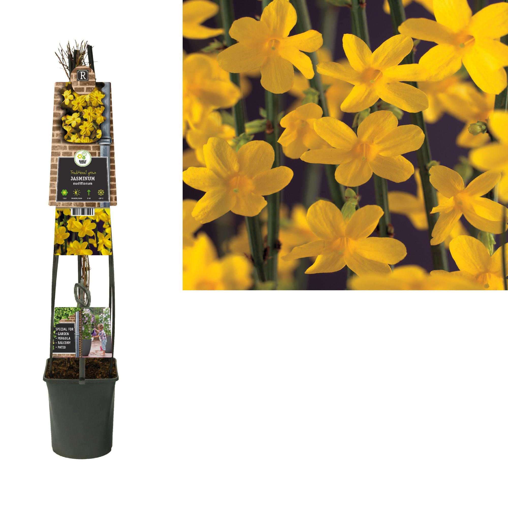 Jasminum nudiflorum +3.0 label, D 23 cm