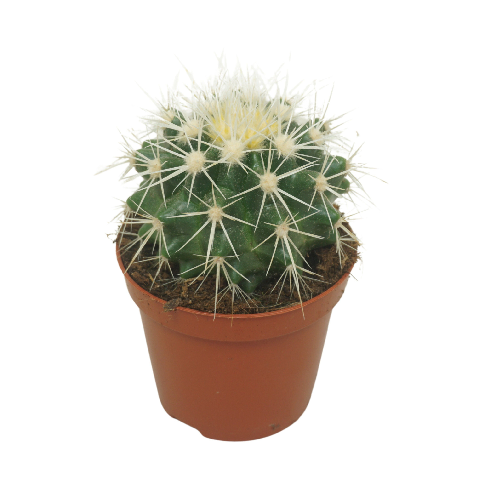 Echinocactus grusonii `Albispina` 8,5 cm, D 8,5 cm