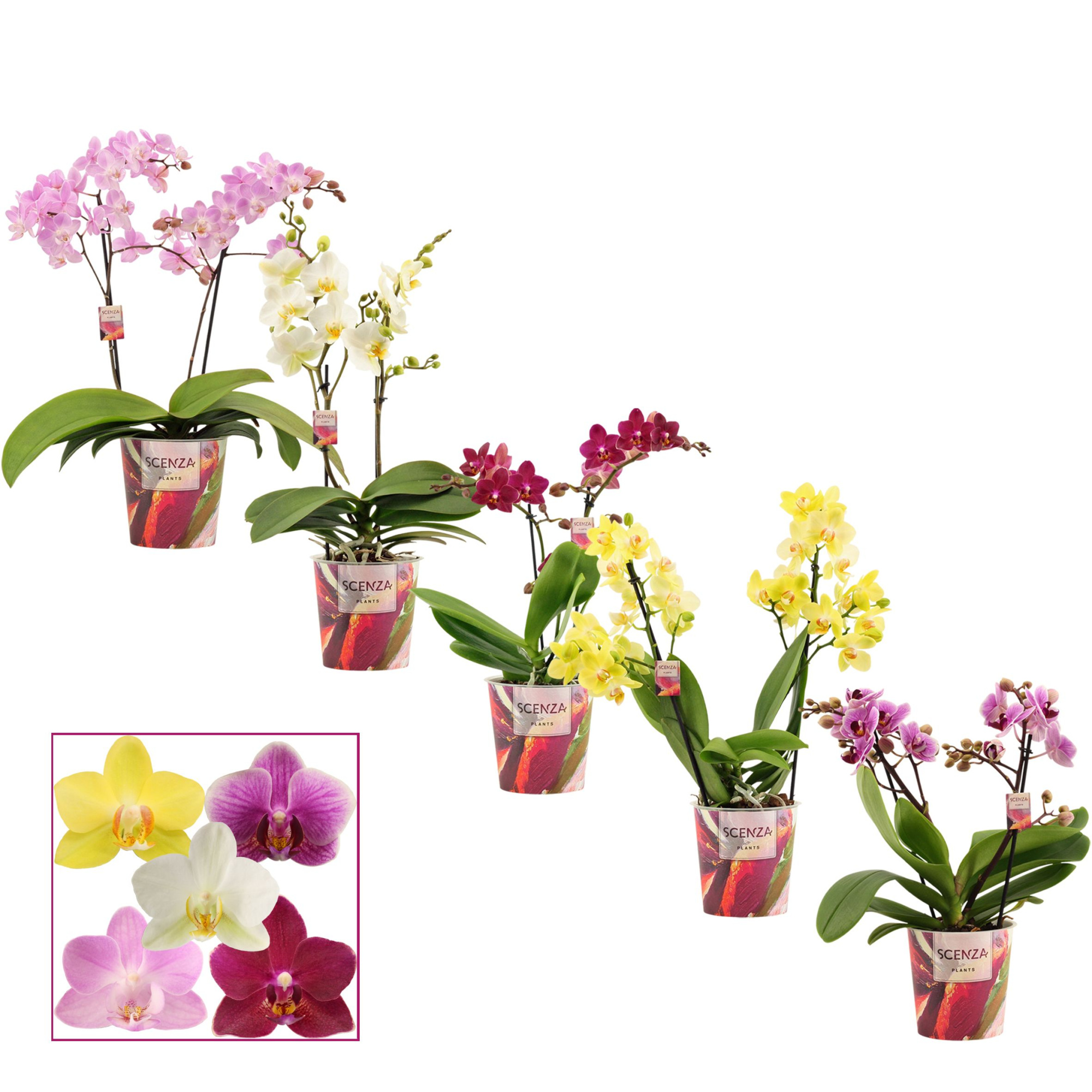 Phalaenopsis multiflora 2 tak mix (Scenza), D 12 cm