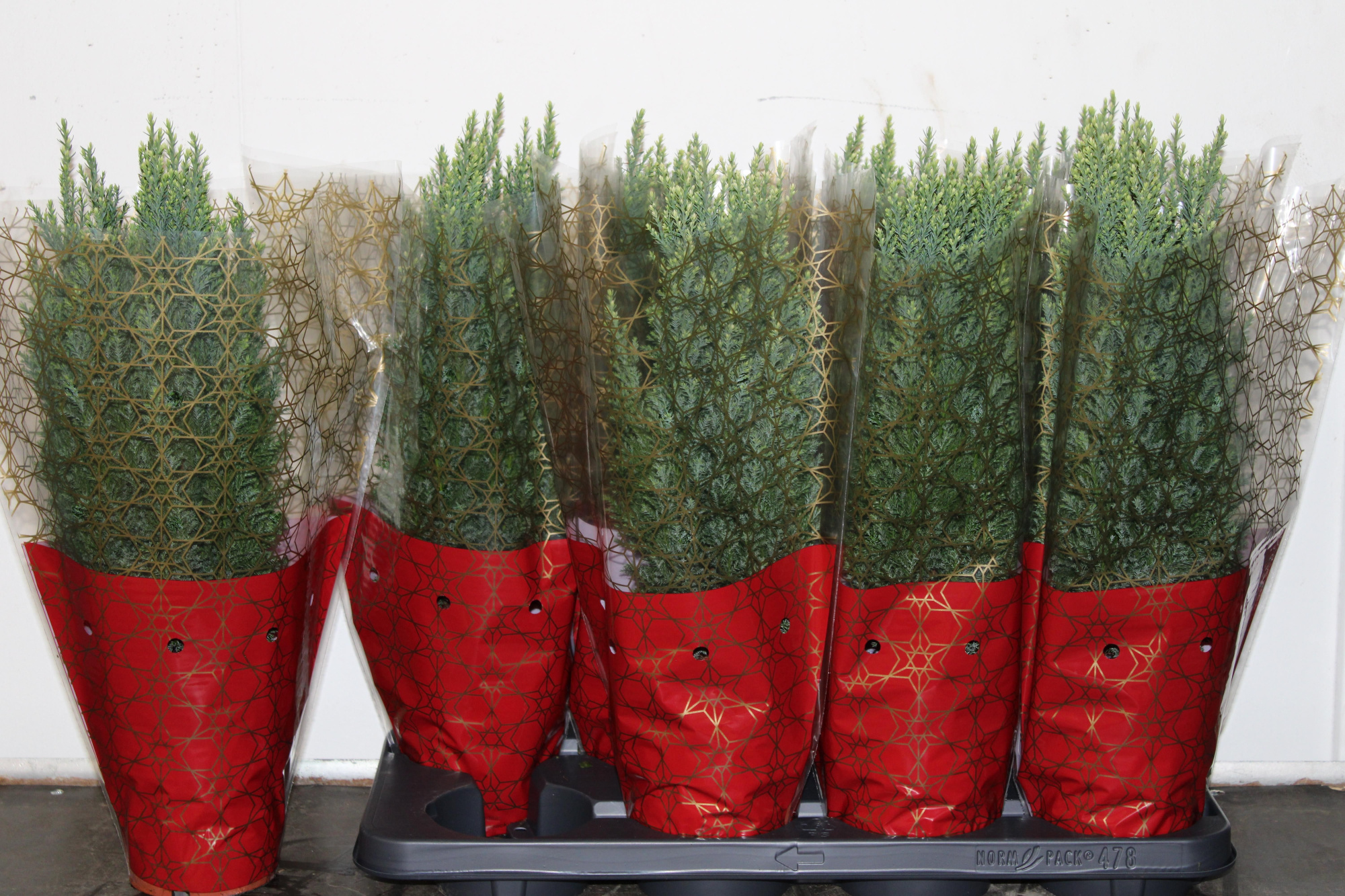 Snow White+ Rode kersthoes, D 13 cm