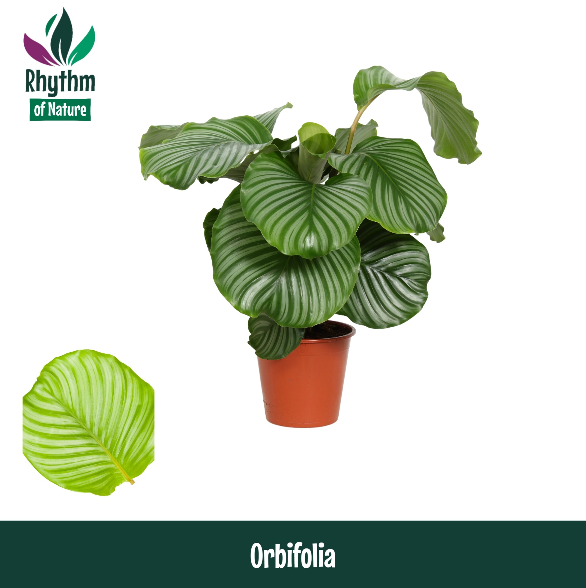 Calathea 19cm Orbifolia Rhythm of Nature, D 19 cm
