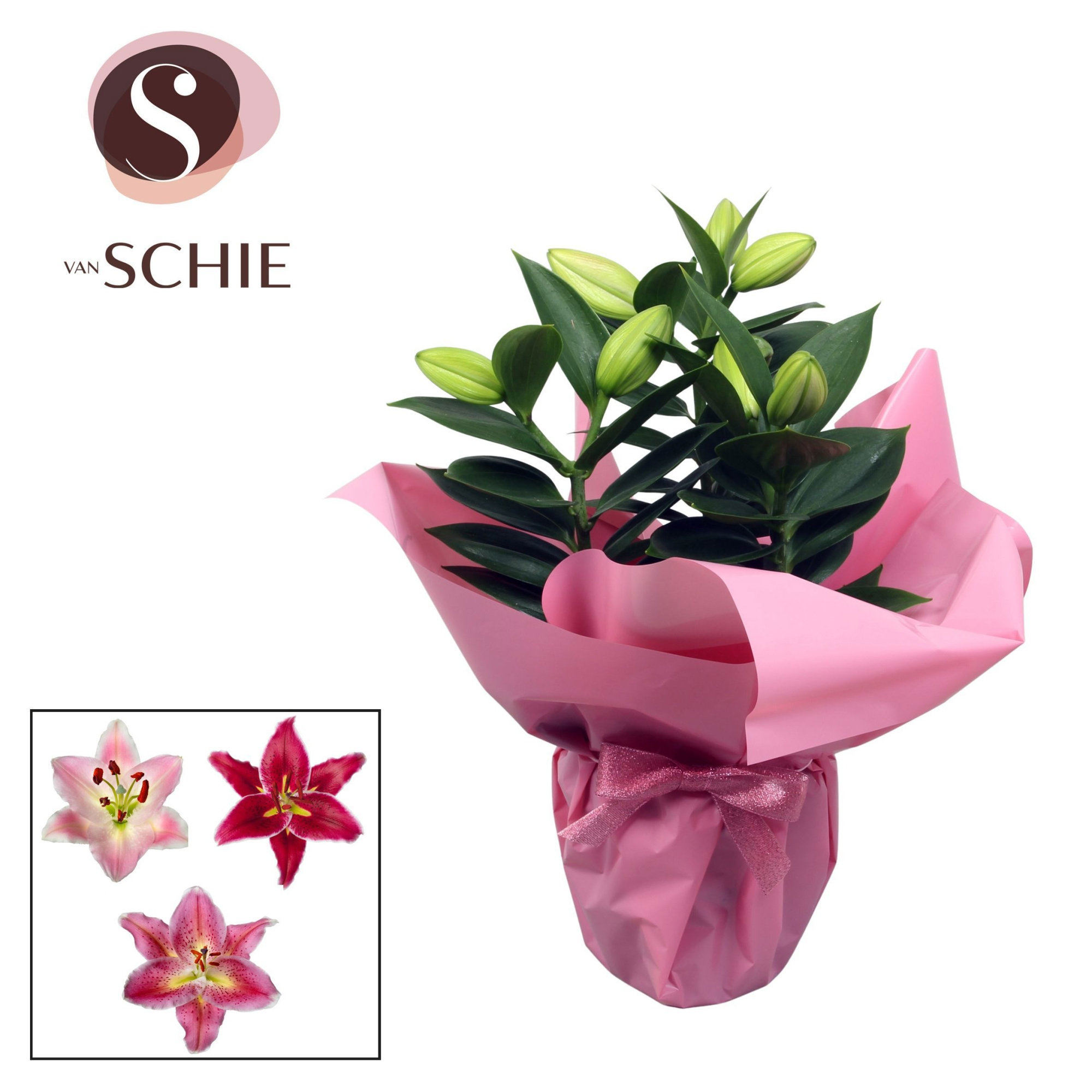 Oriental p13 Rondella PINK, D 13 cm