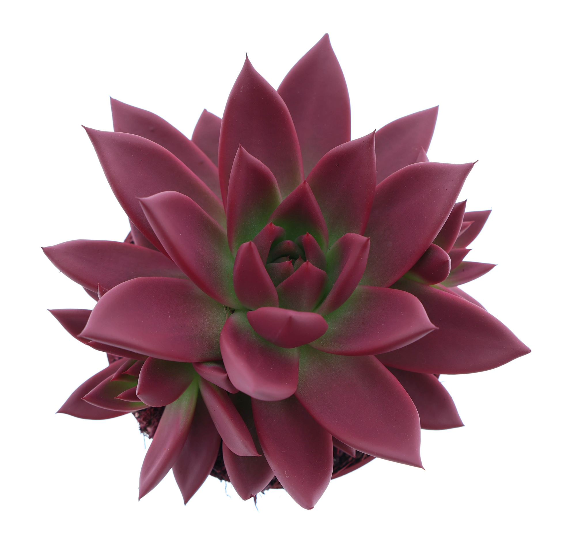 Rainbow bordeaux red, D 10,5 cm