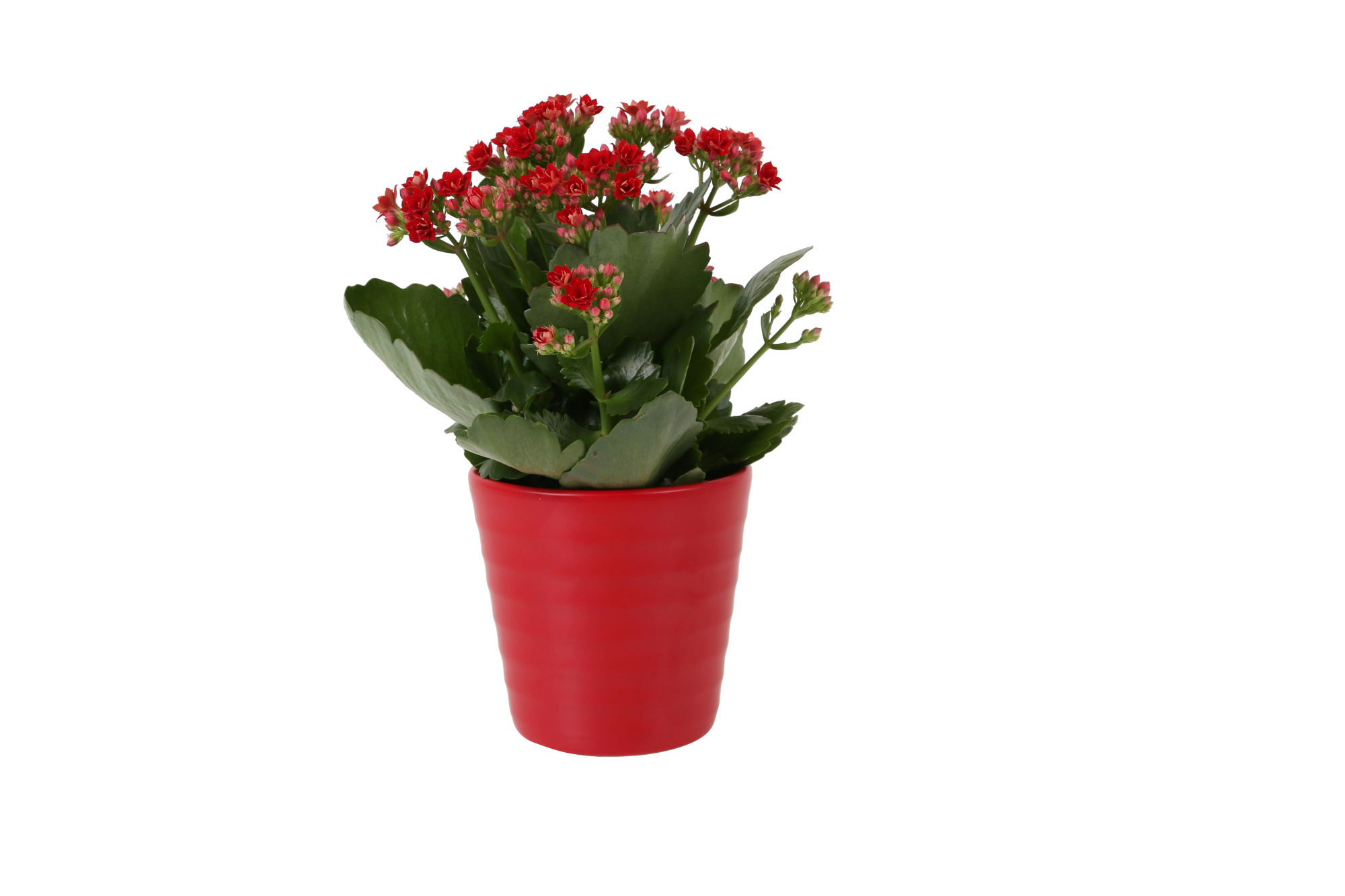 KP-809.1 RD - Kalanchoe Rosalina 12cm rood in rood keramiek, D 12 cm