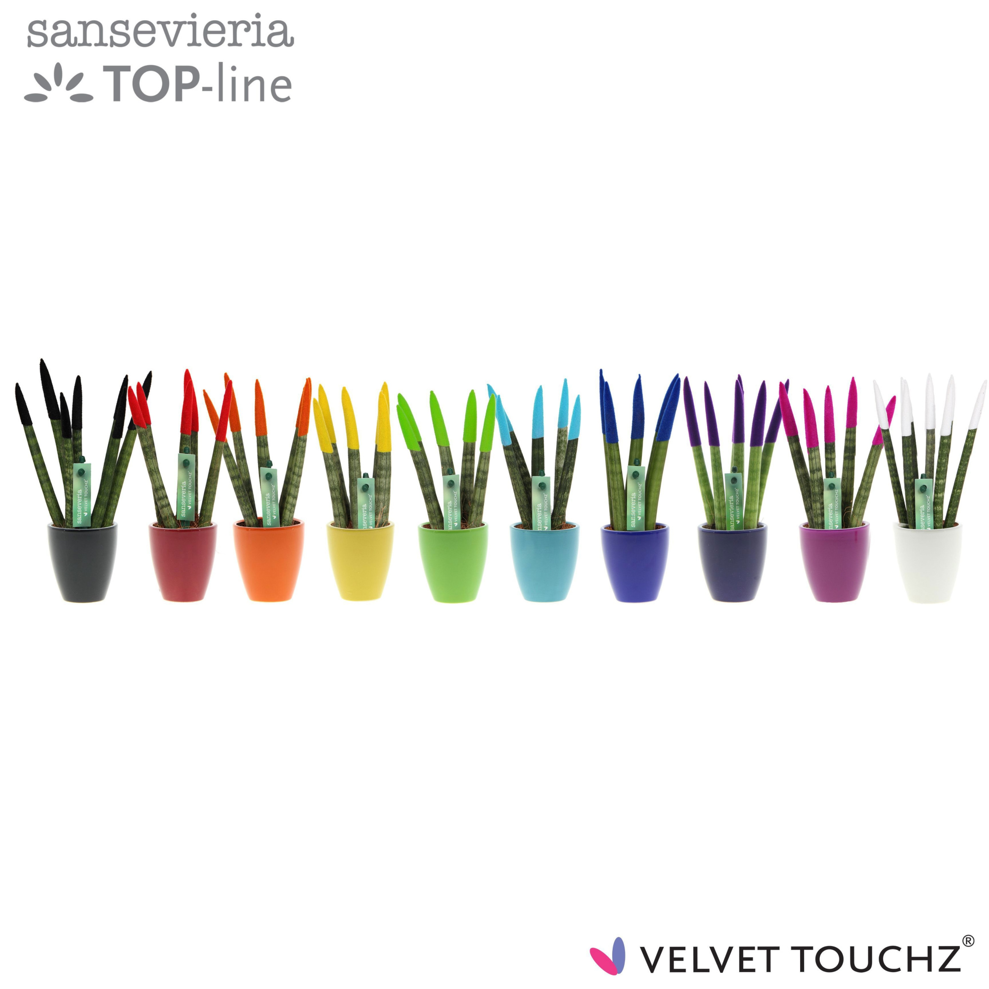 Sansevieria VELVET TOUCHZ® Mix in keramiek Osaka, D 6 cm