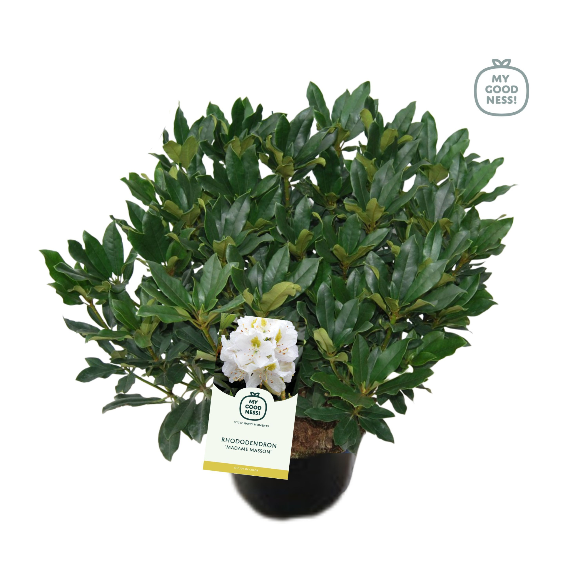 Rhododendron 100cm /25 liter 'Madame Masson', D 38 cm