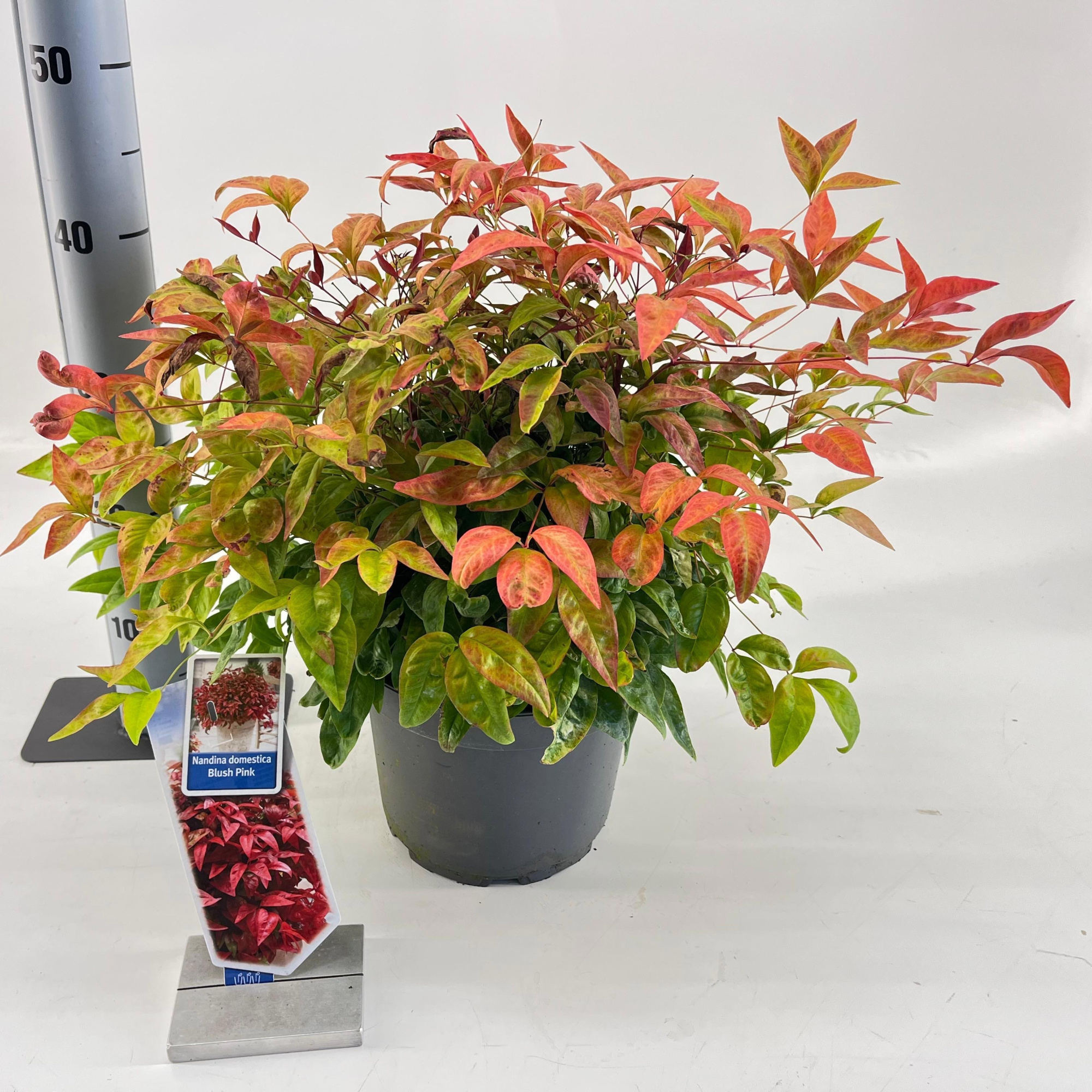 Nandina domestica 'Blush Pink', D 23 cm