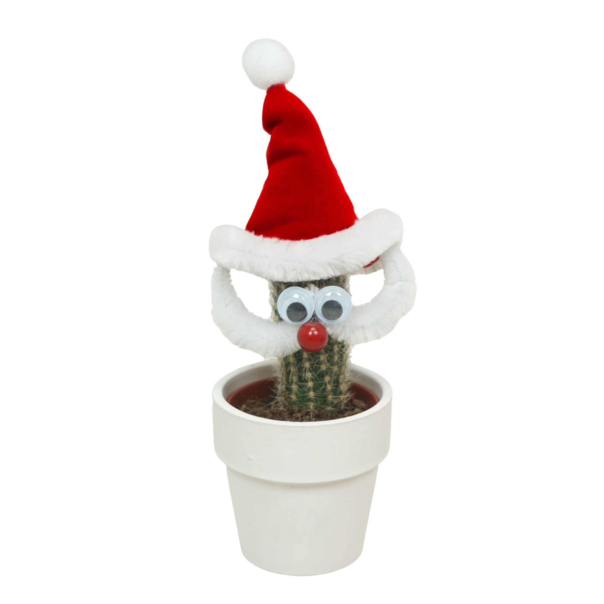 Kerstman cactus in 6 cm Wit Kraagpotje, D 5,5 cm