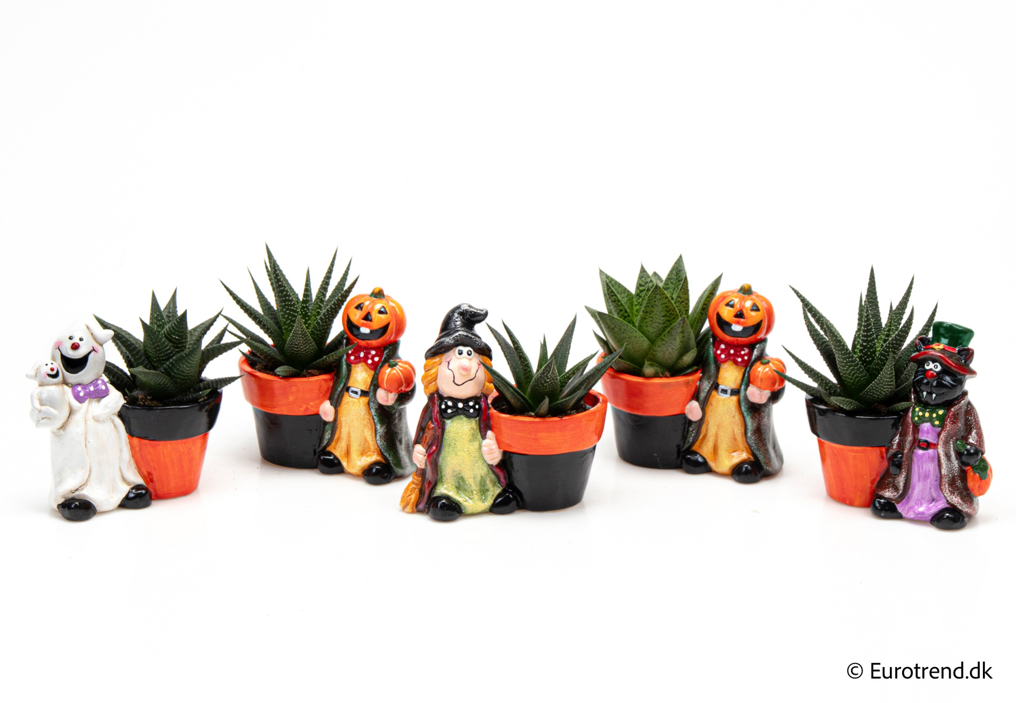 Succulent Mix in Halloween ceramic 2025, D 6 cm