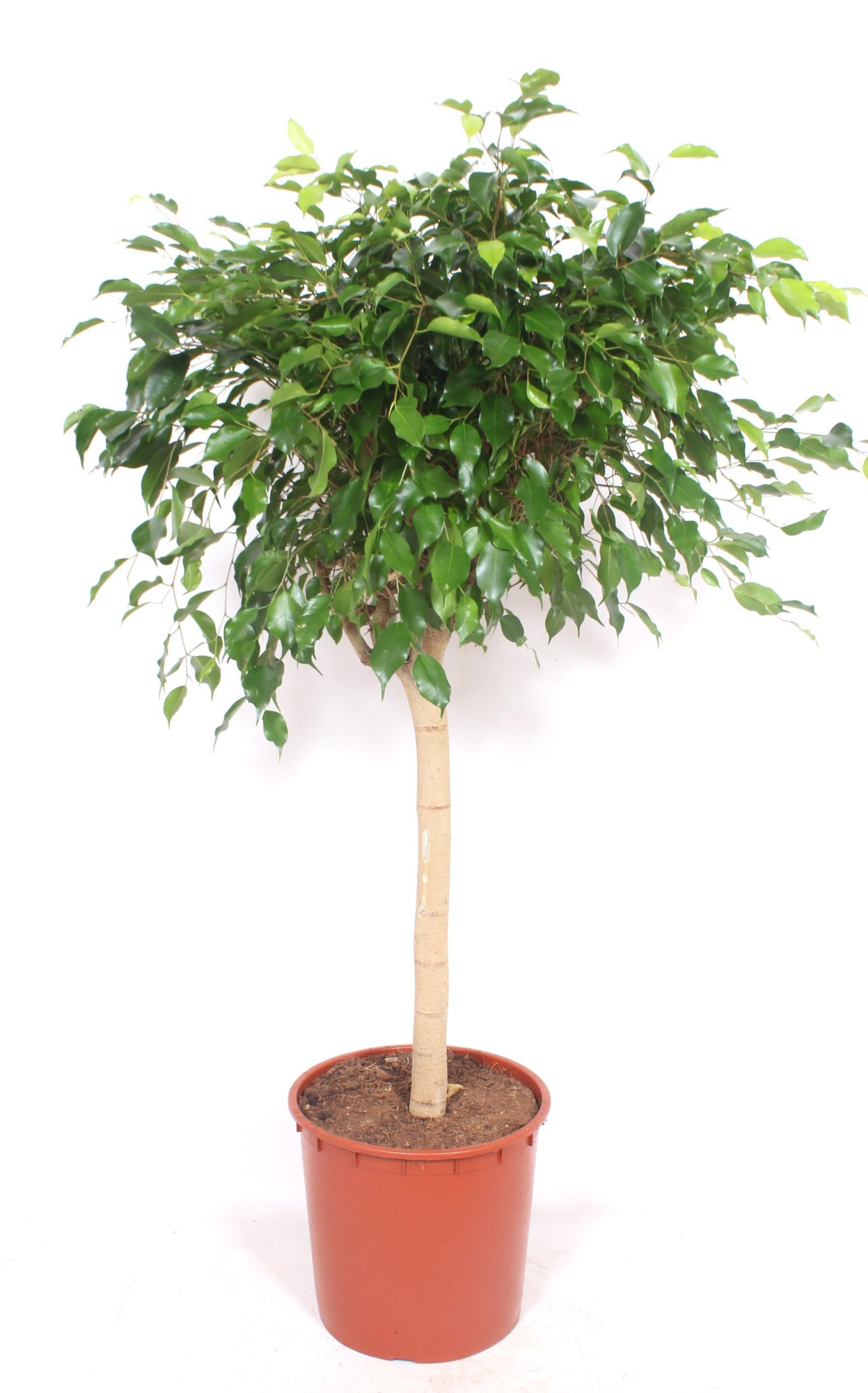 Ficus Exotica, D 34 cm