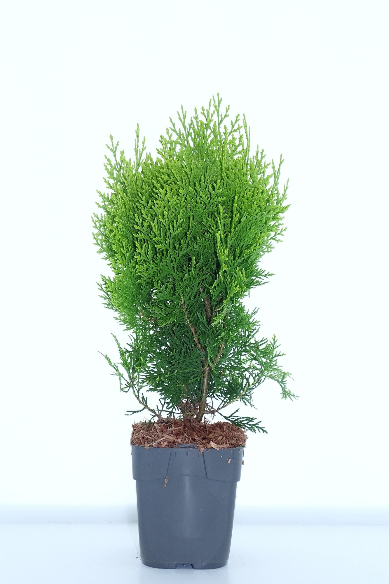 Platycladus orien. 'Aurea Nana', D 12