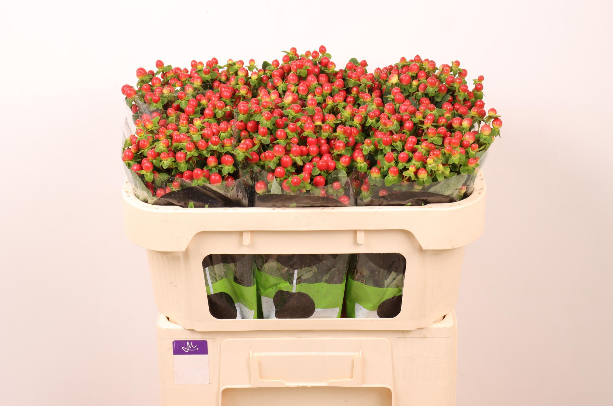 Гипперикум Томато Флэр 60, шт.