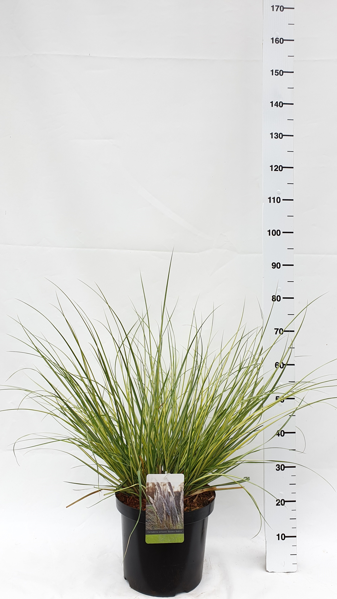 Cortaderia selloana 'Golden Goblin', D 30 cm