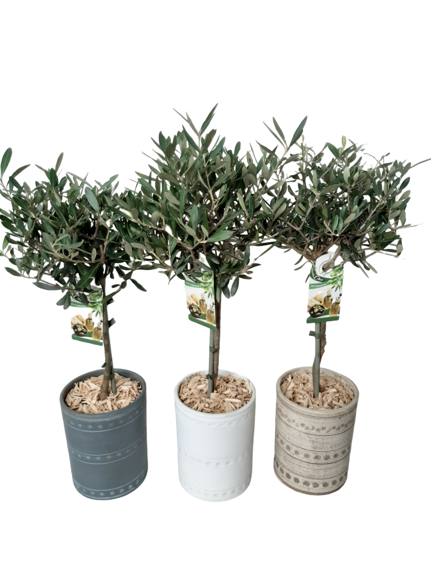 PCV16OC Cilindervaas mix Olijf op stam, D 16