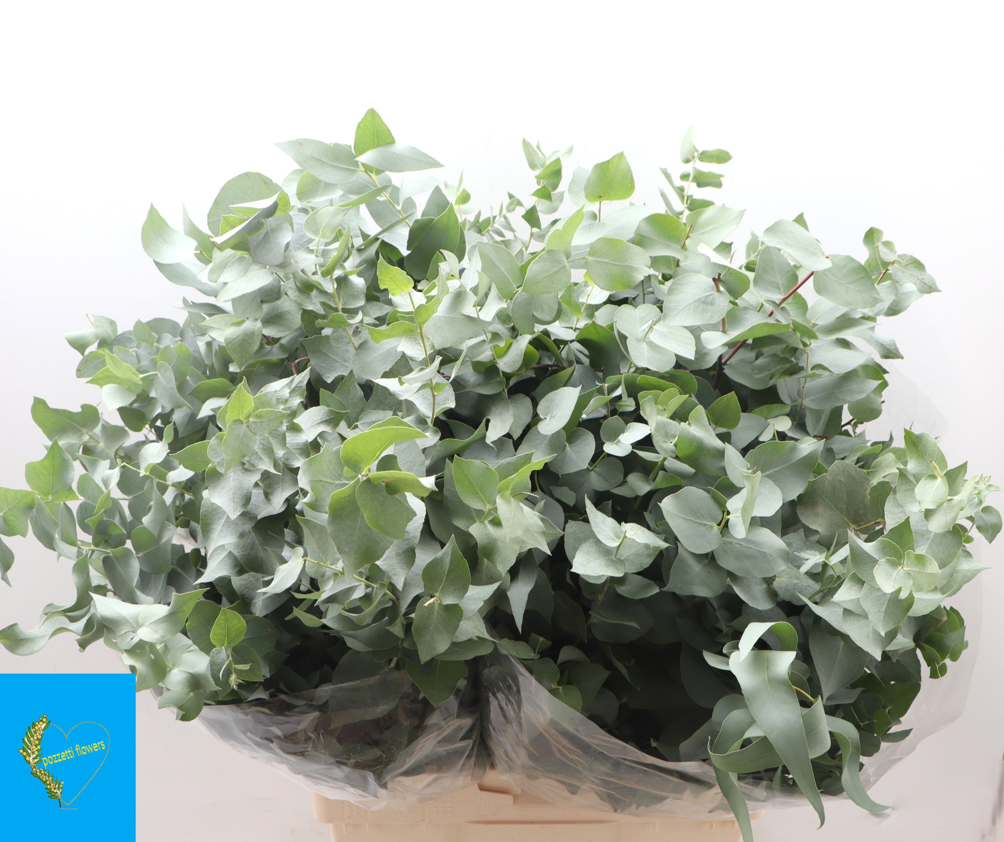 Эвкалипт Бриджсиана за пучок 70, пуч.