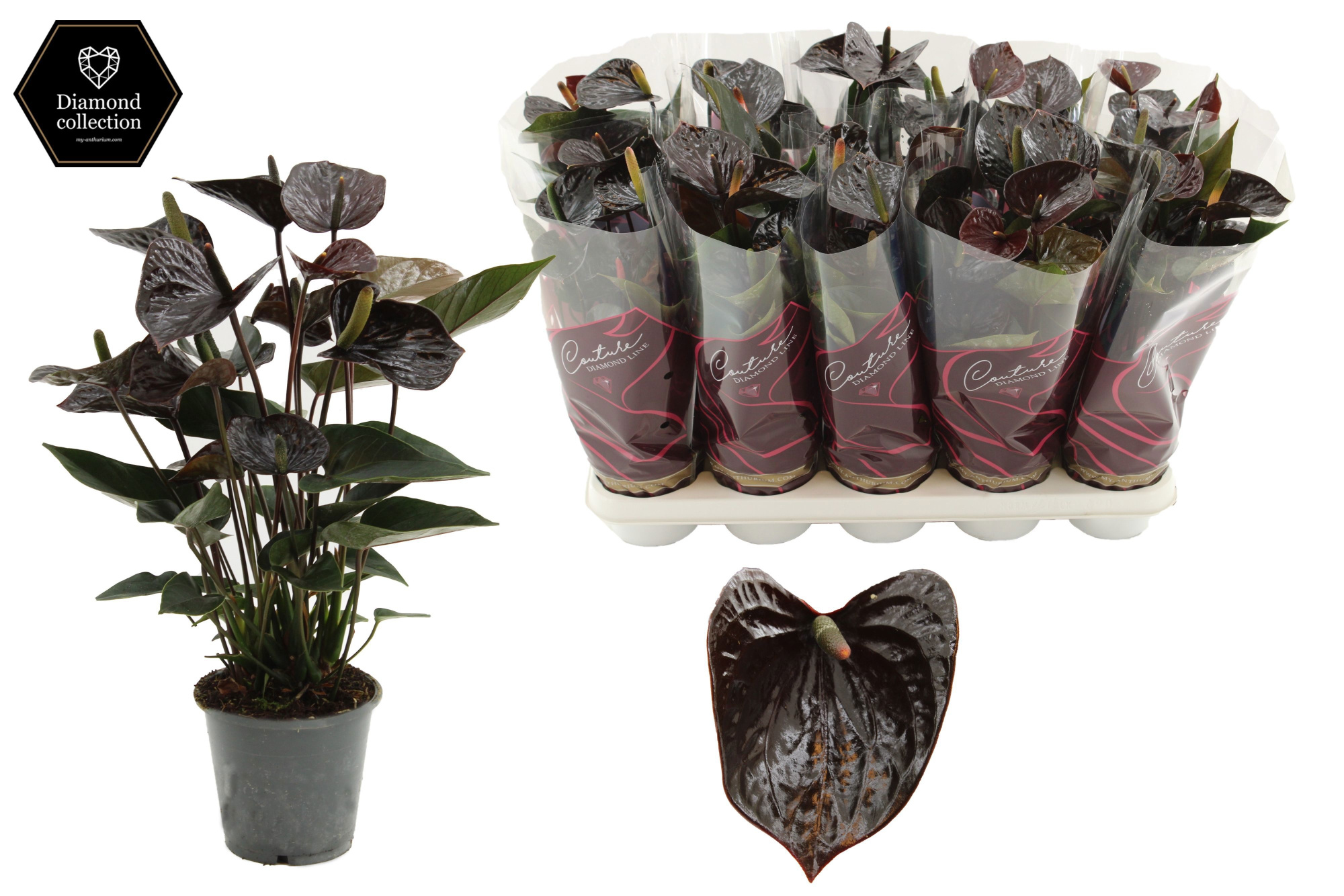 Anthurium Black Love in Couture Diamond Line Purple sleeve, D 12 cm