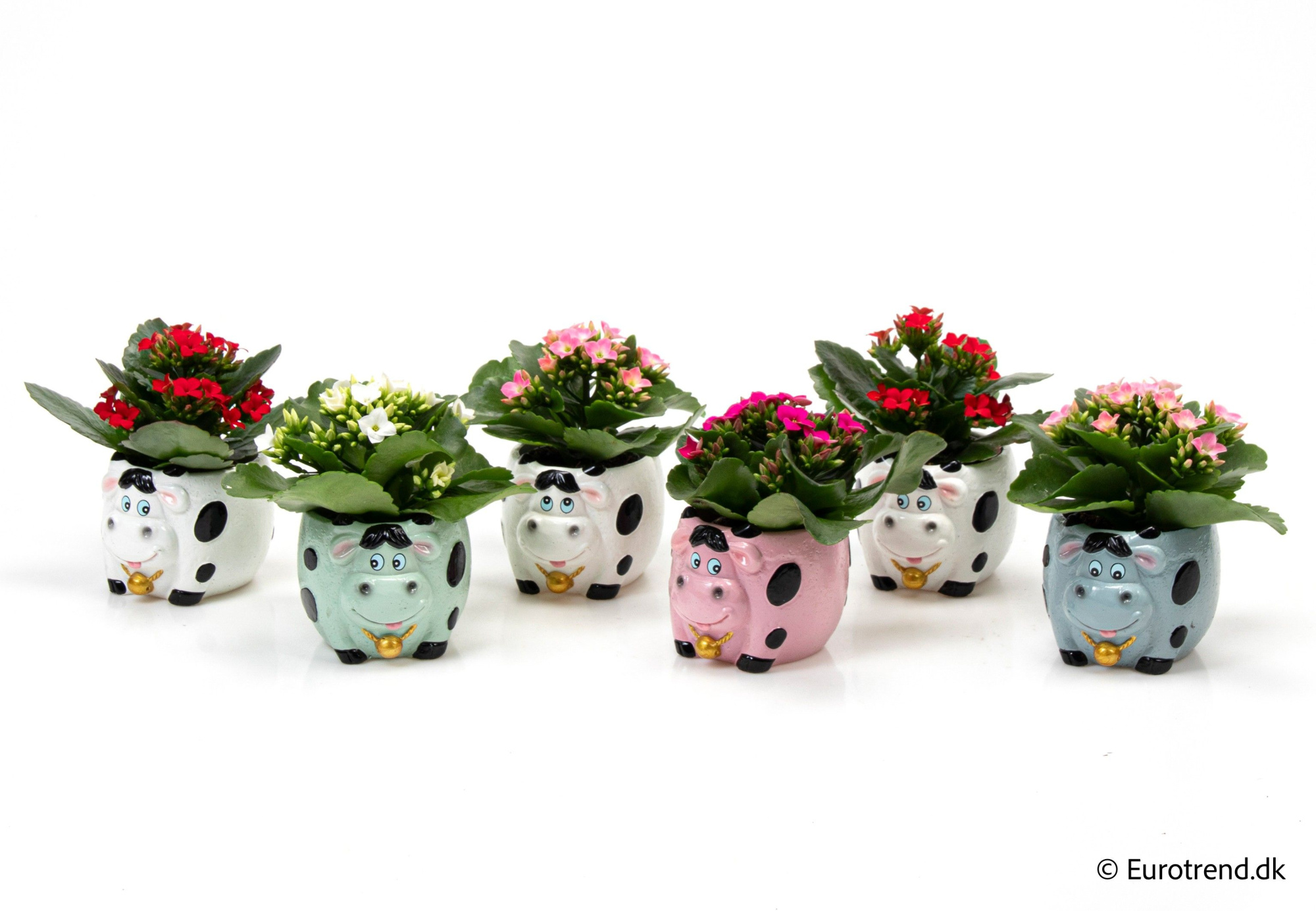 Kalanchoe in ceramic - Spring, Summer & Autumn 2025, D 6 cm