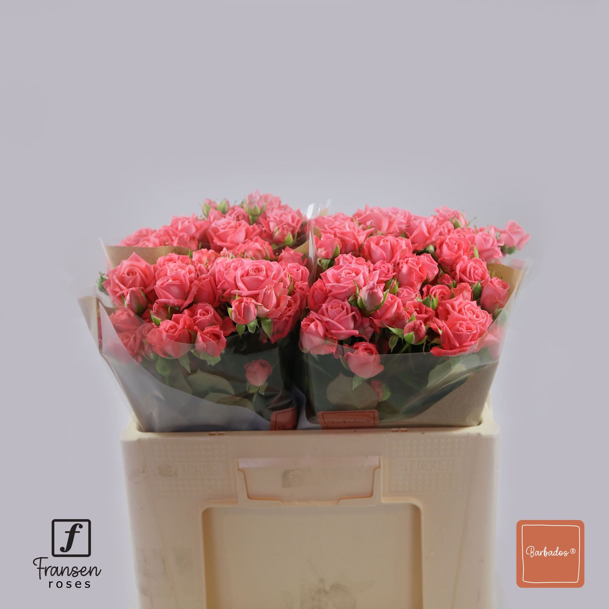 Роза куст. Барбадос 50, шт.