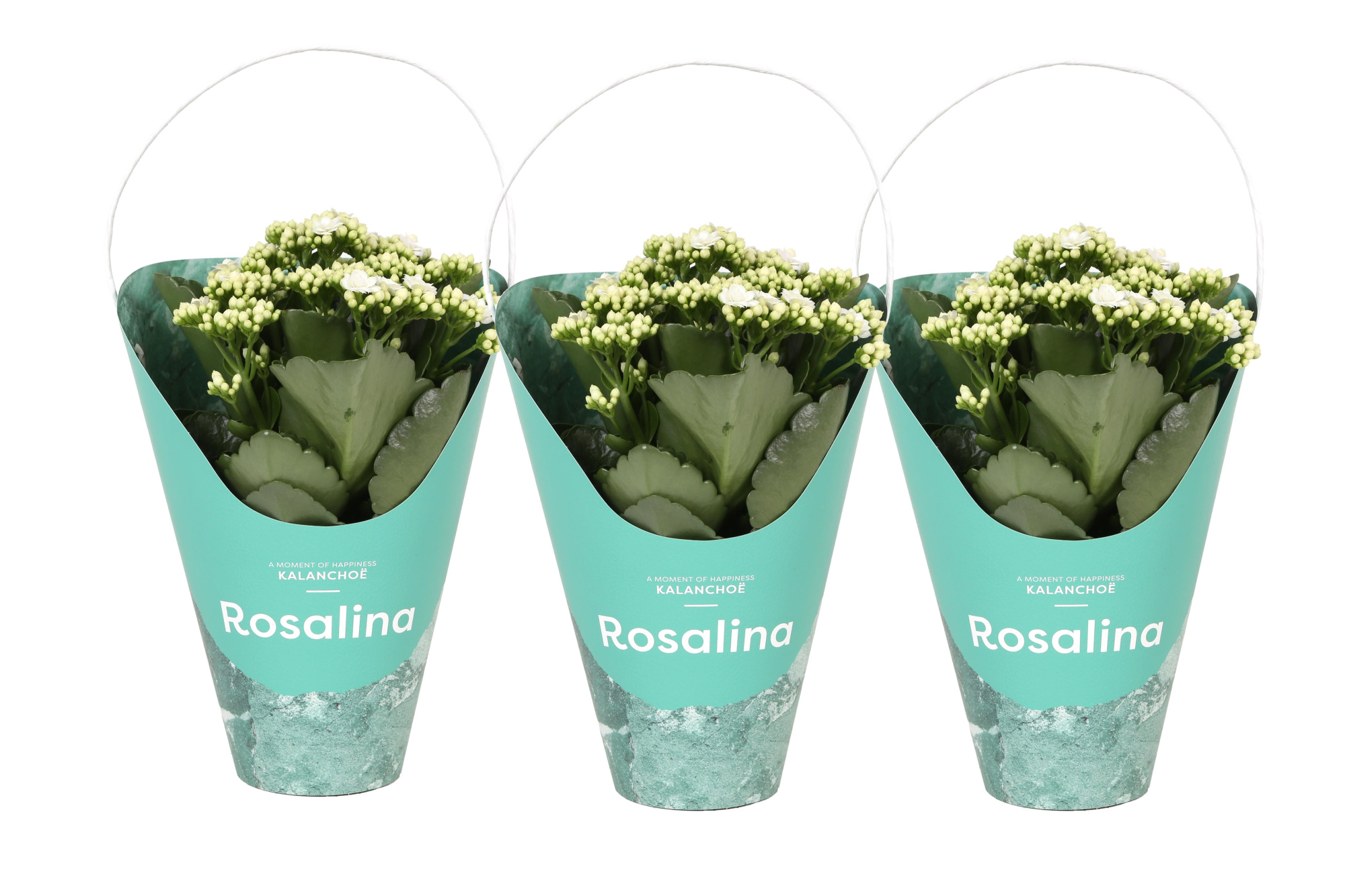 KP-858.1 GR - Kalanchoe Rosalina Wit 12cm in groene Giftskoker, D 12 cm