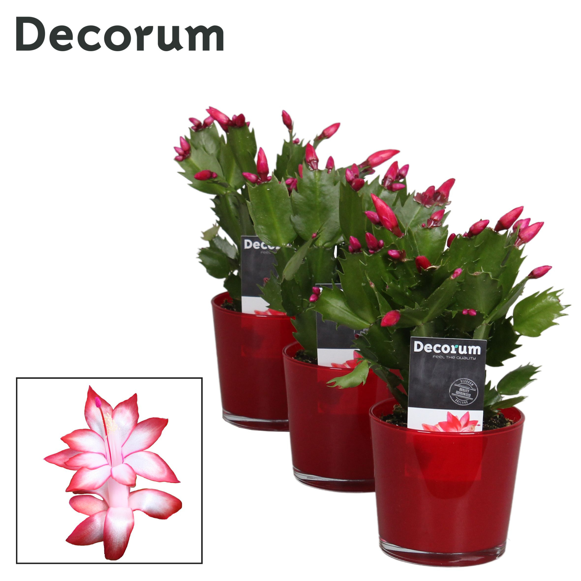 Schlumbergera - 9 cm - Glaspot Nashville red - Decorum, D 9 cm