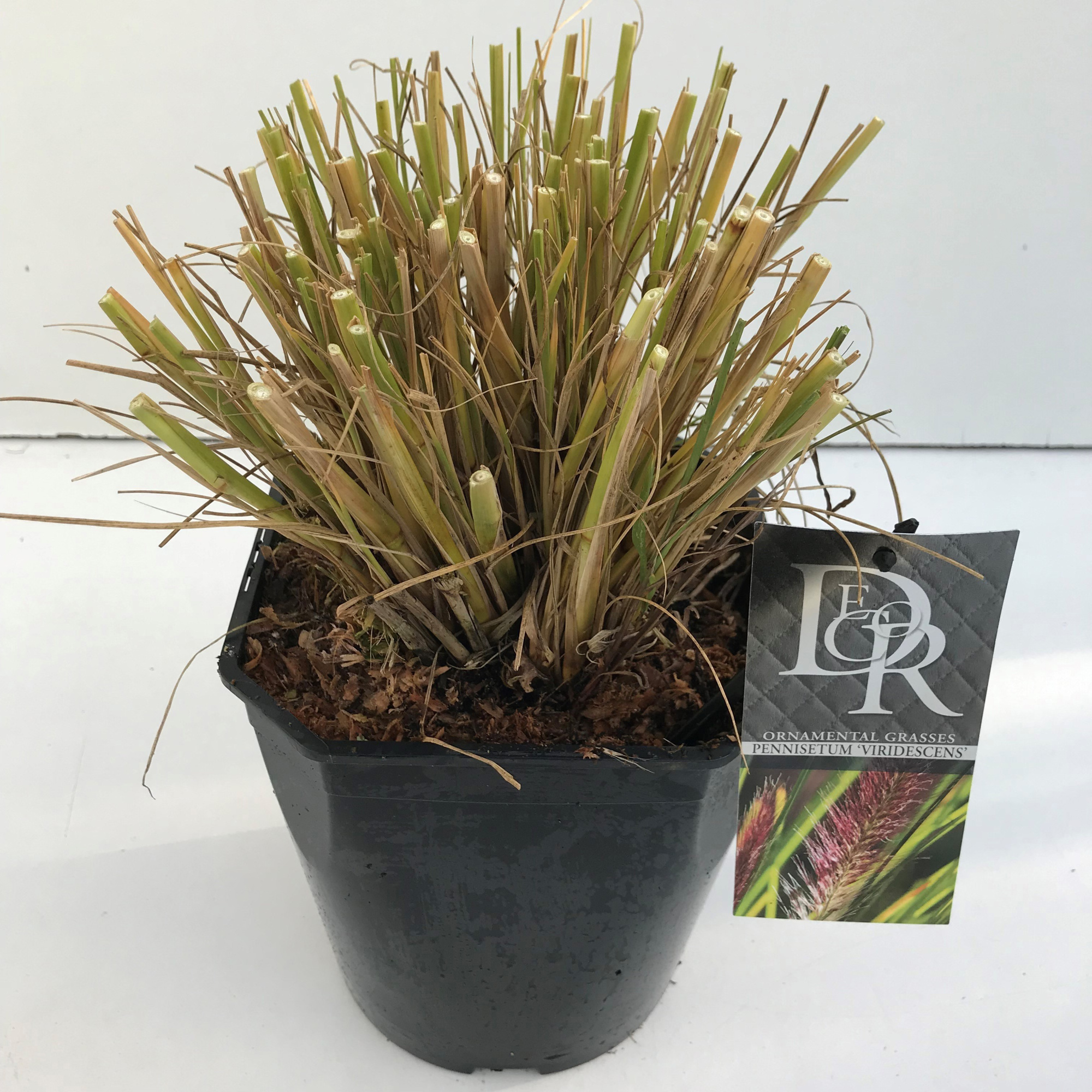 Pennisetum 'Viridescens', D 23