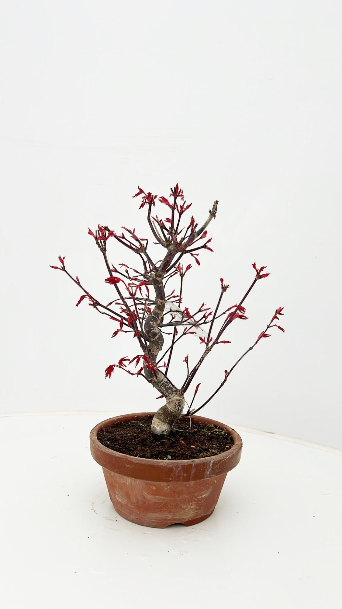 Acer palmatum 'Deshojo', in 16cm teracotta pot., D 15 cm