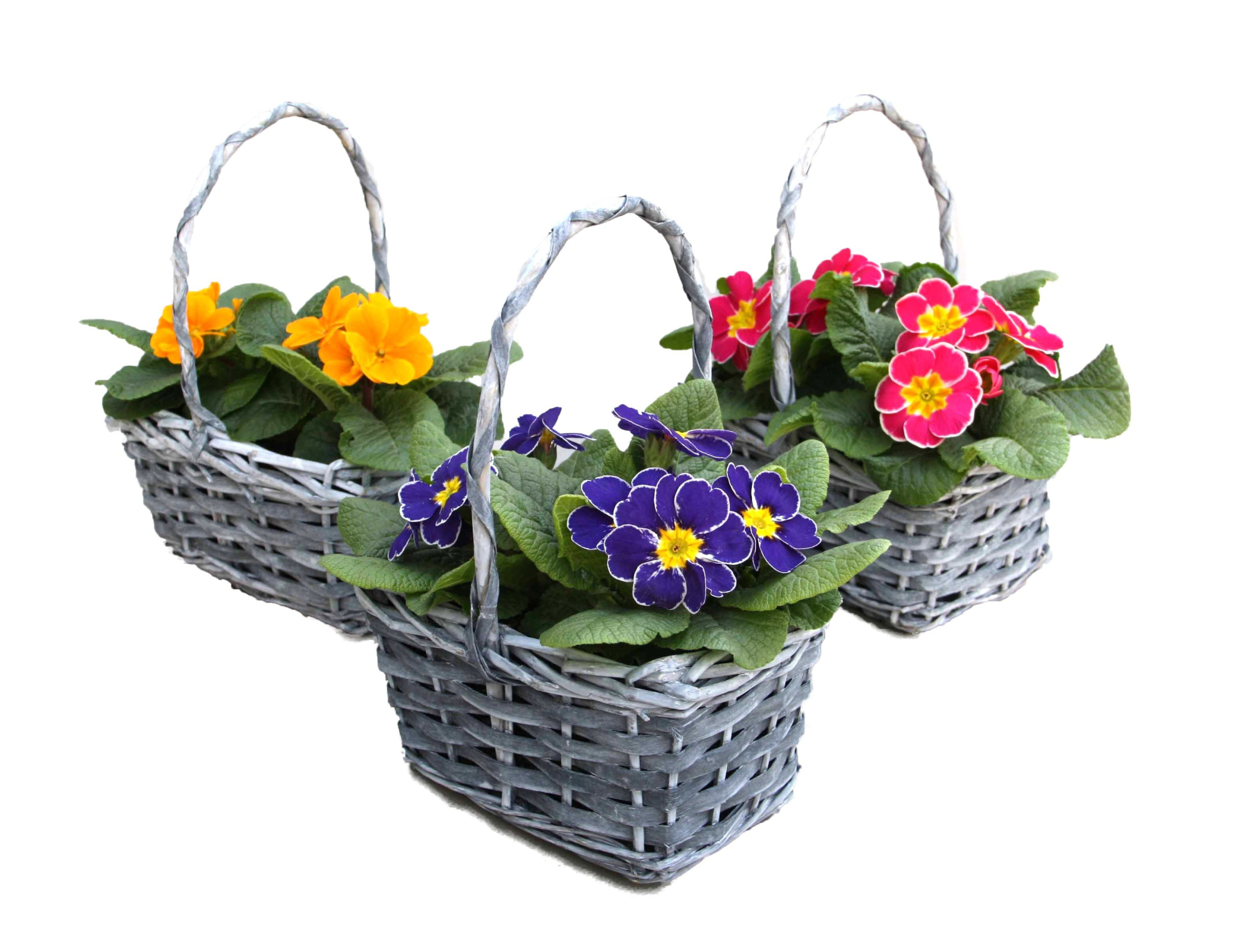 PRF520-9001 Primula/Festuca hengselmand wilg, D 19