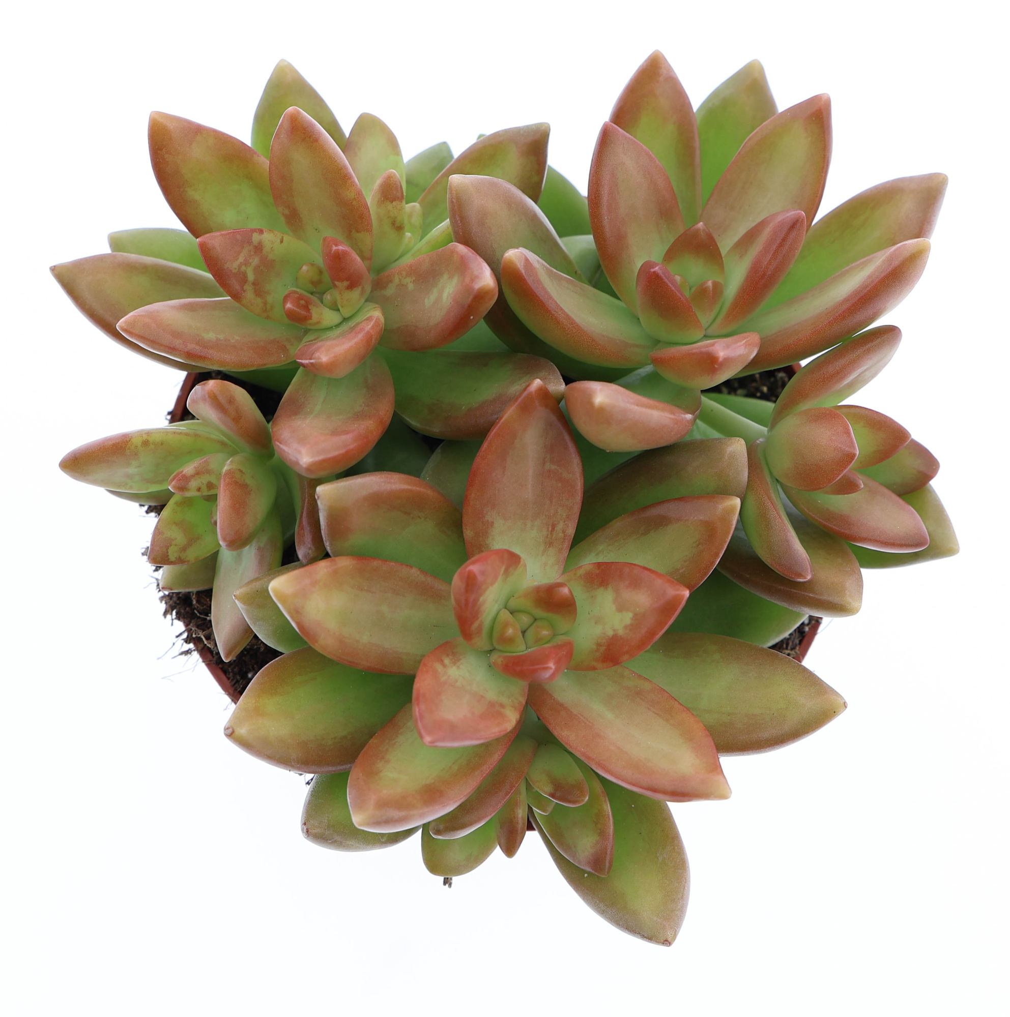 Sedum Nussbaumerianum, D 10,5 cm