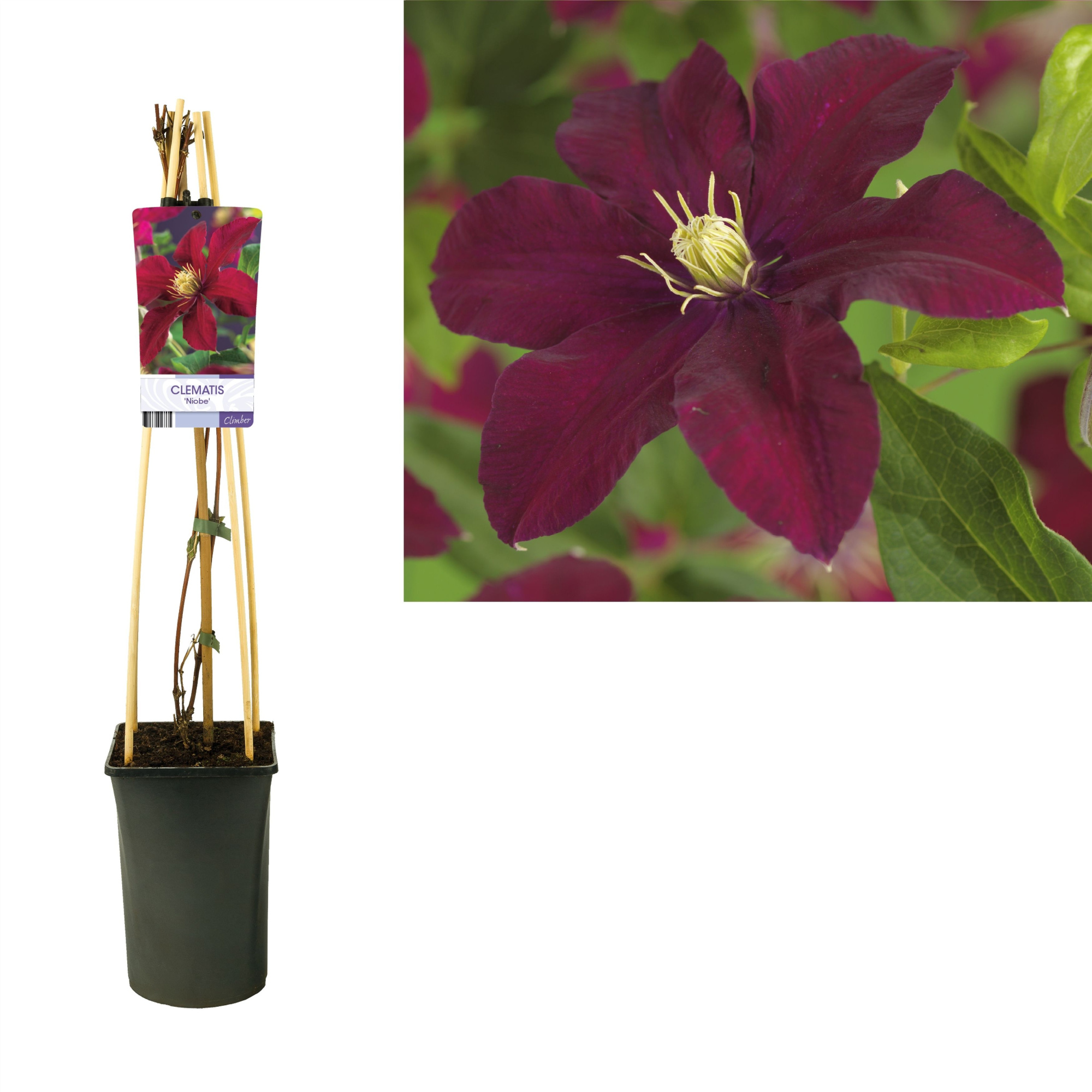 Clematis 'Niobe' +light label, D 17